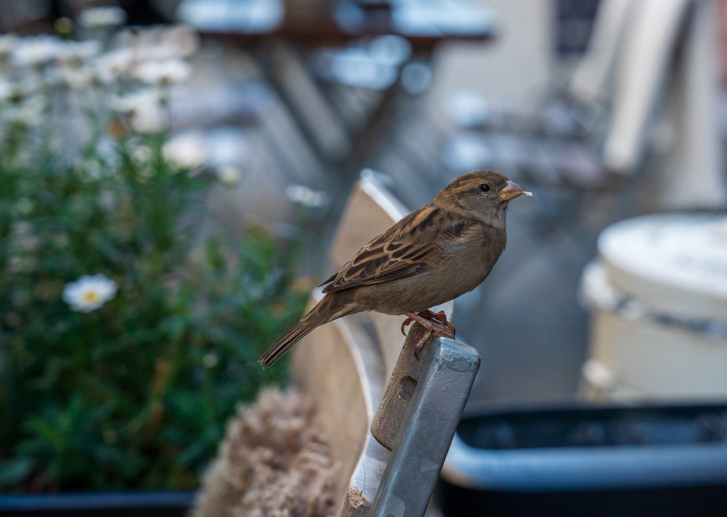 A friend at a coffee shop.
