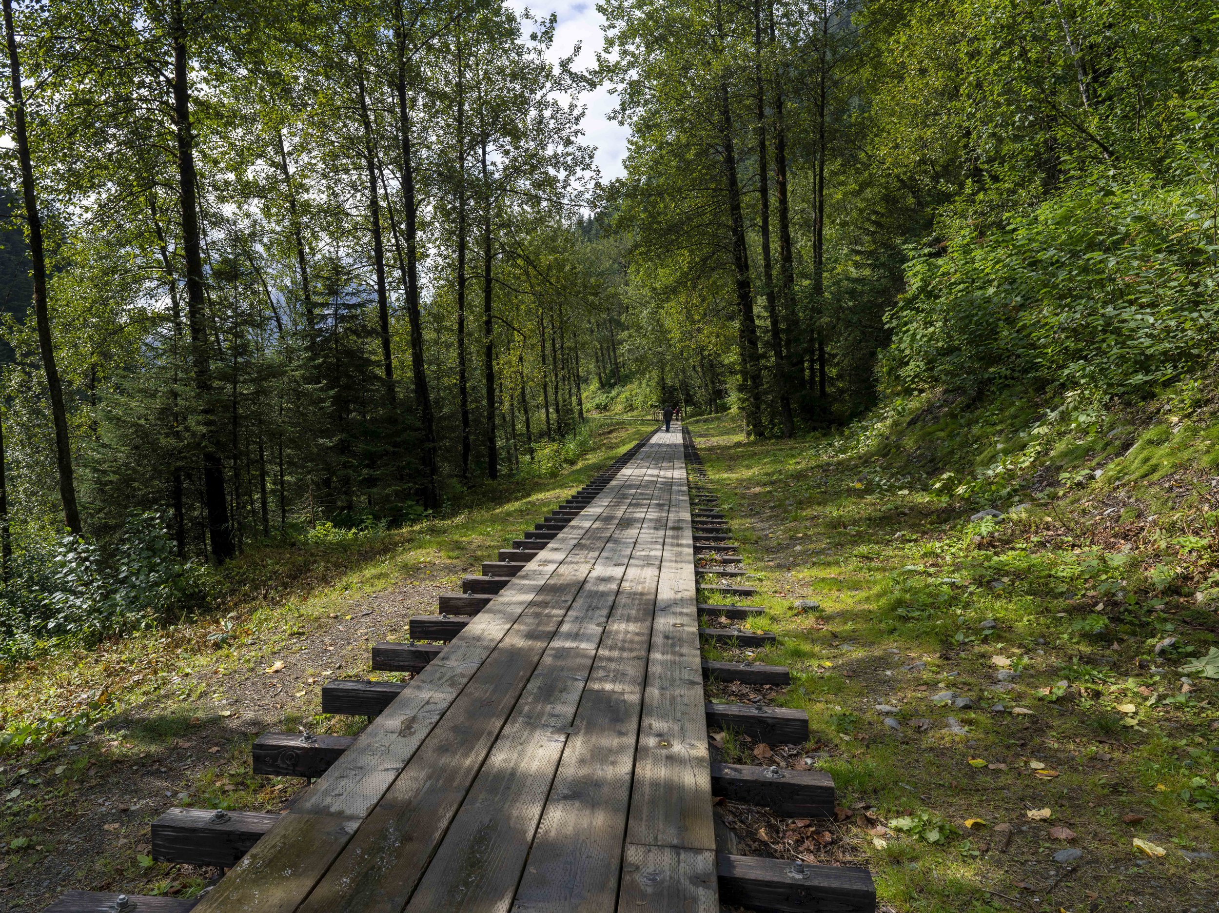 A wooden pathway through a forest.