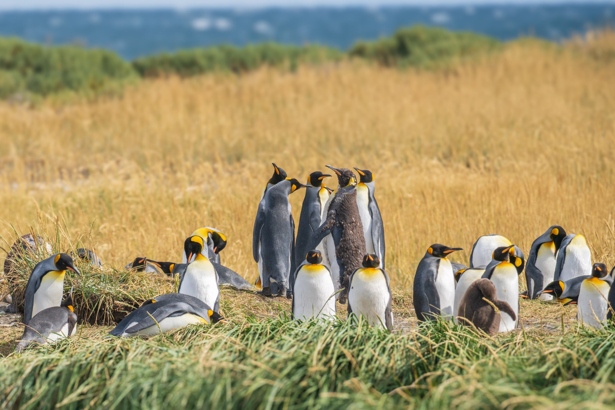  The brownish penguin in the center group is in an awkward molting stage (photo/Jason Rafal) 