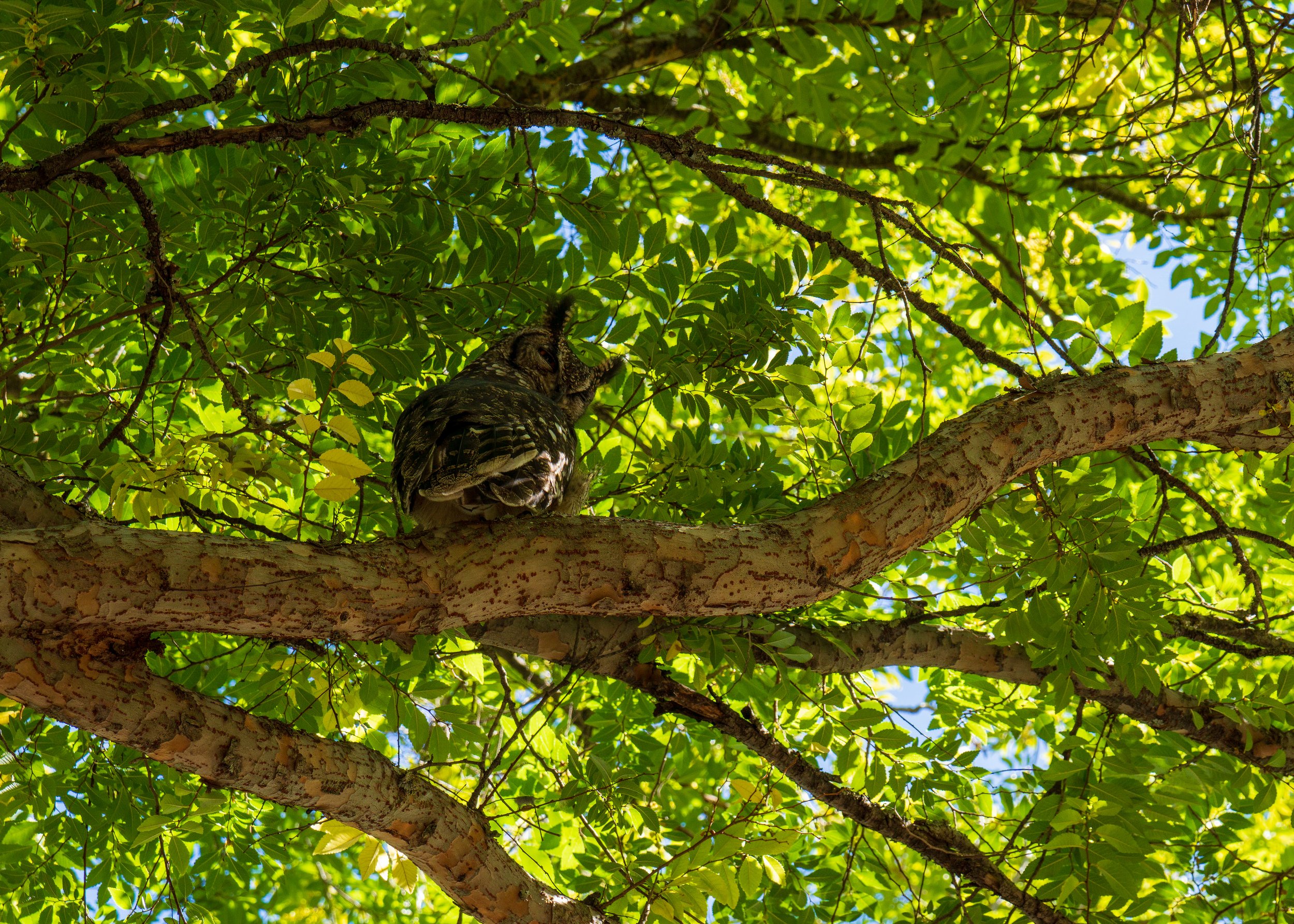  A skeptical owl outside of the La Bri tasting room (photo/Jason Rafal) 