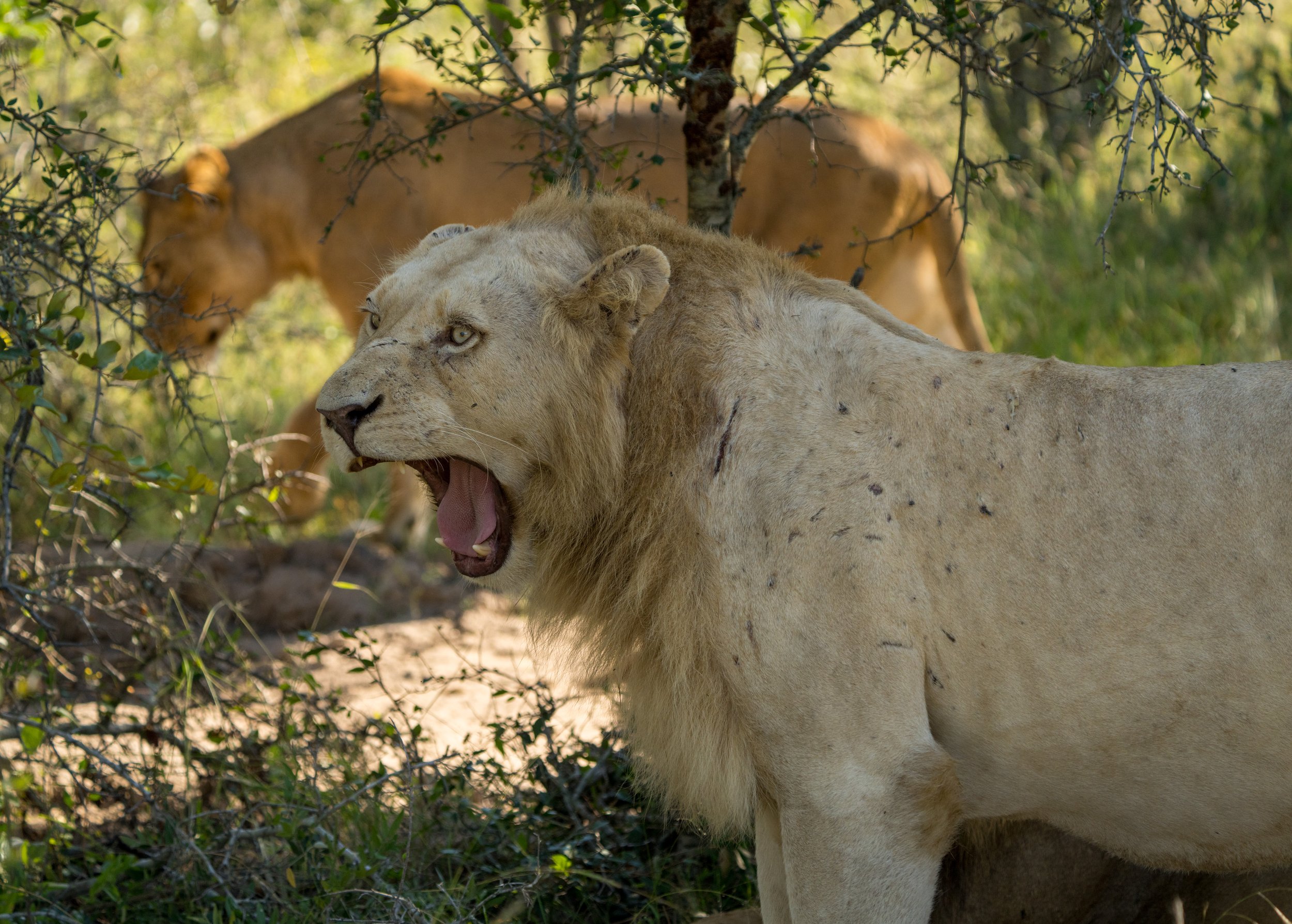 The white lion yawning - heโs not actually mad (photo/Jason Rafal)