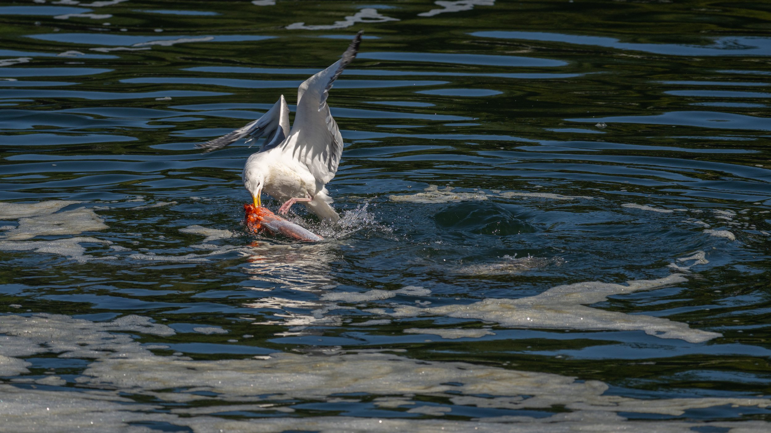 A seagull eating a salmon in the water.