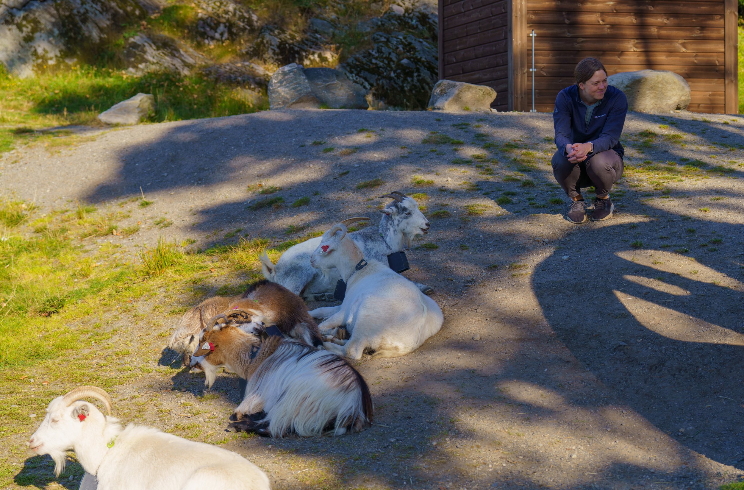 I was delighted that there were goats at the top of Mount Fløyen (photo/Jason Rafal)