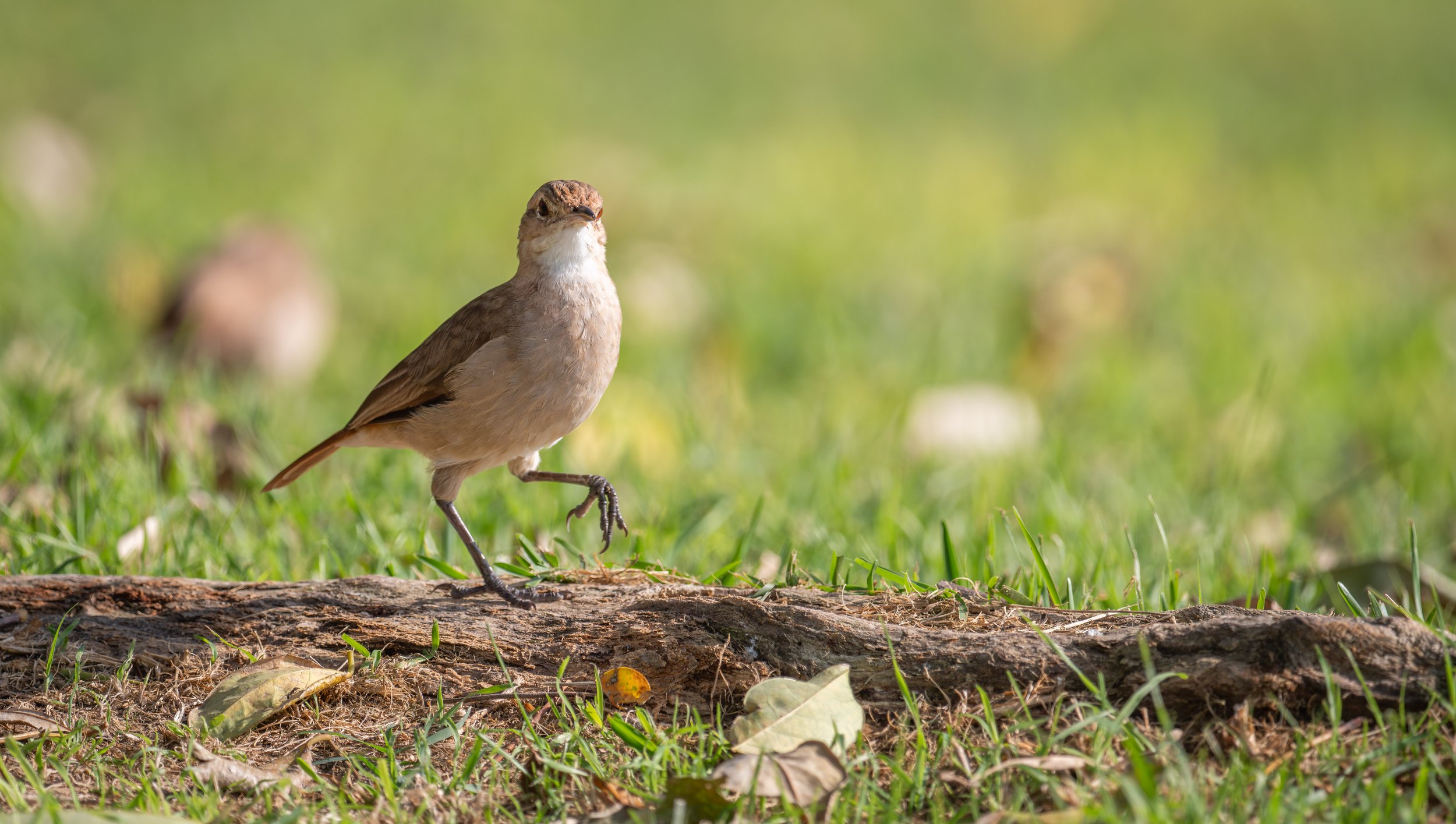  A rufous hornero prancing on a stick (photo/Jason Rafal) 