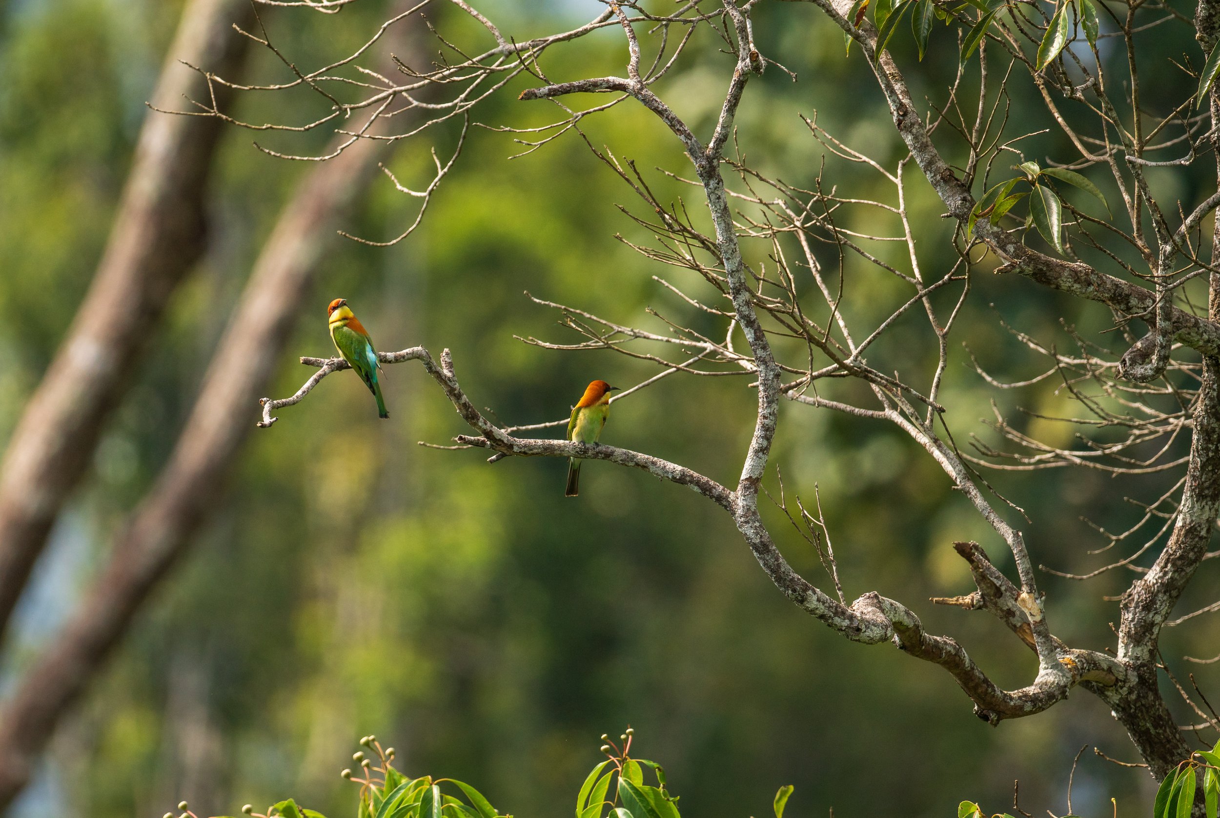 Two small green, yellow, and orange birds on a branch.