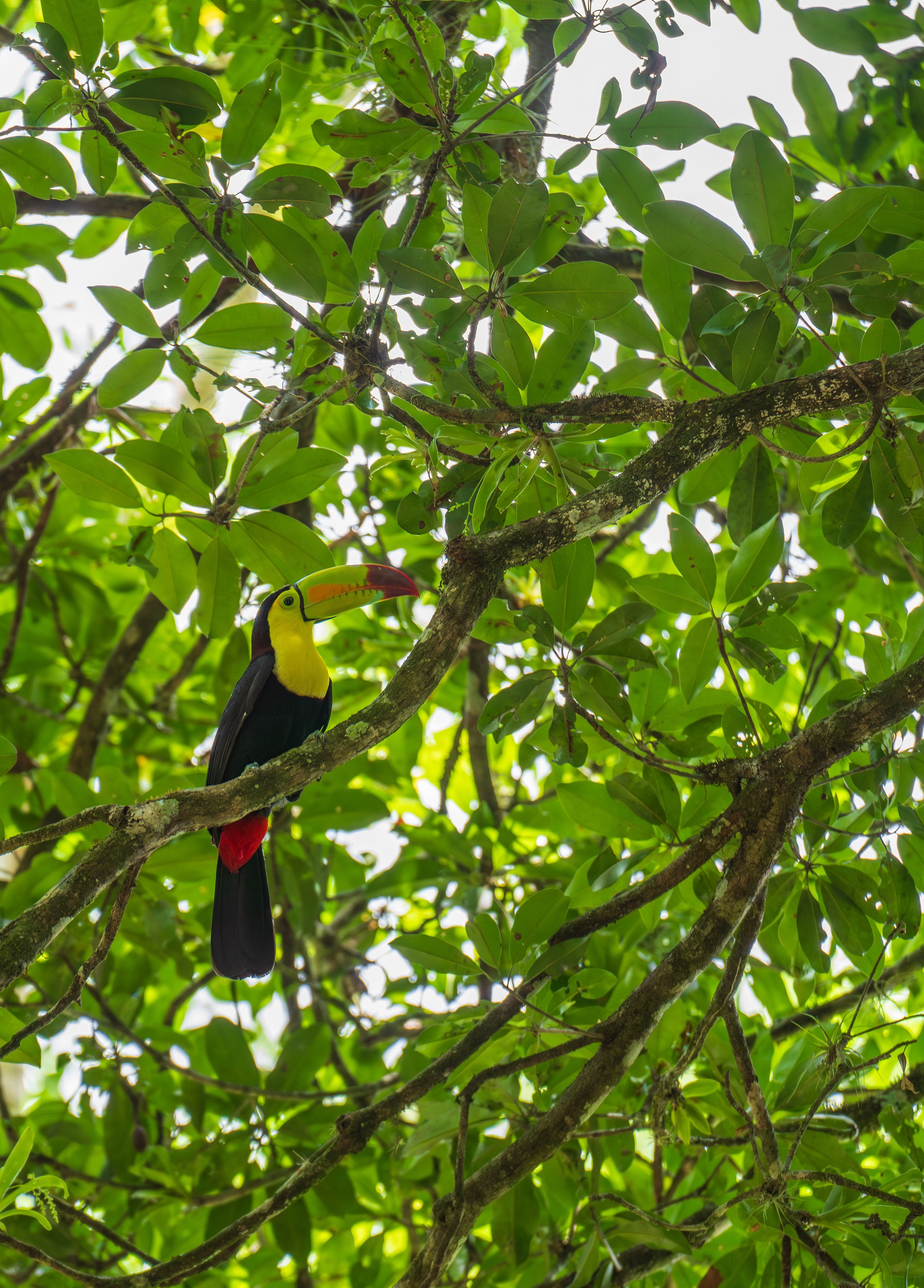  The well-known Keel-billed Toucan (photo/Jason Rafal) 