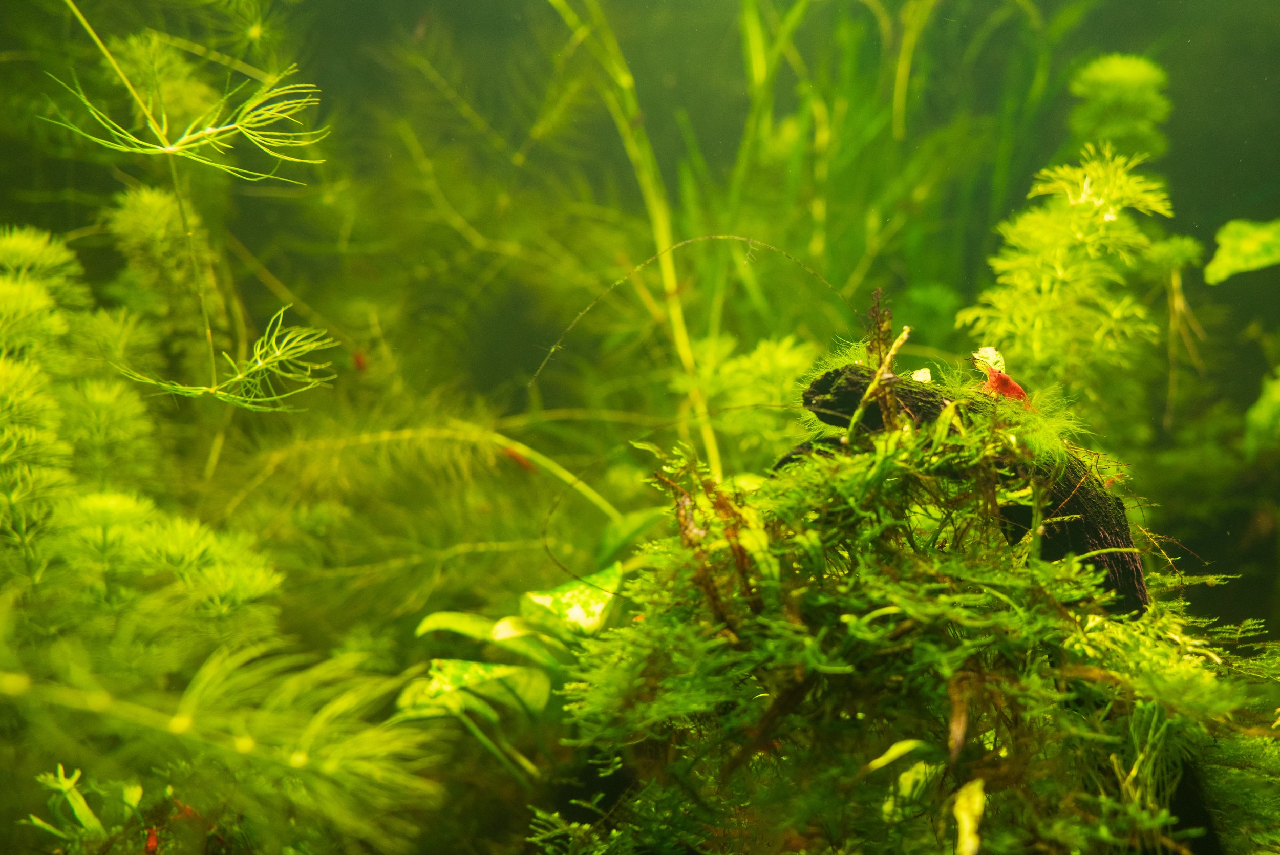  A tiny shrimp in its tank habitat (photo/Jason Rafal) 