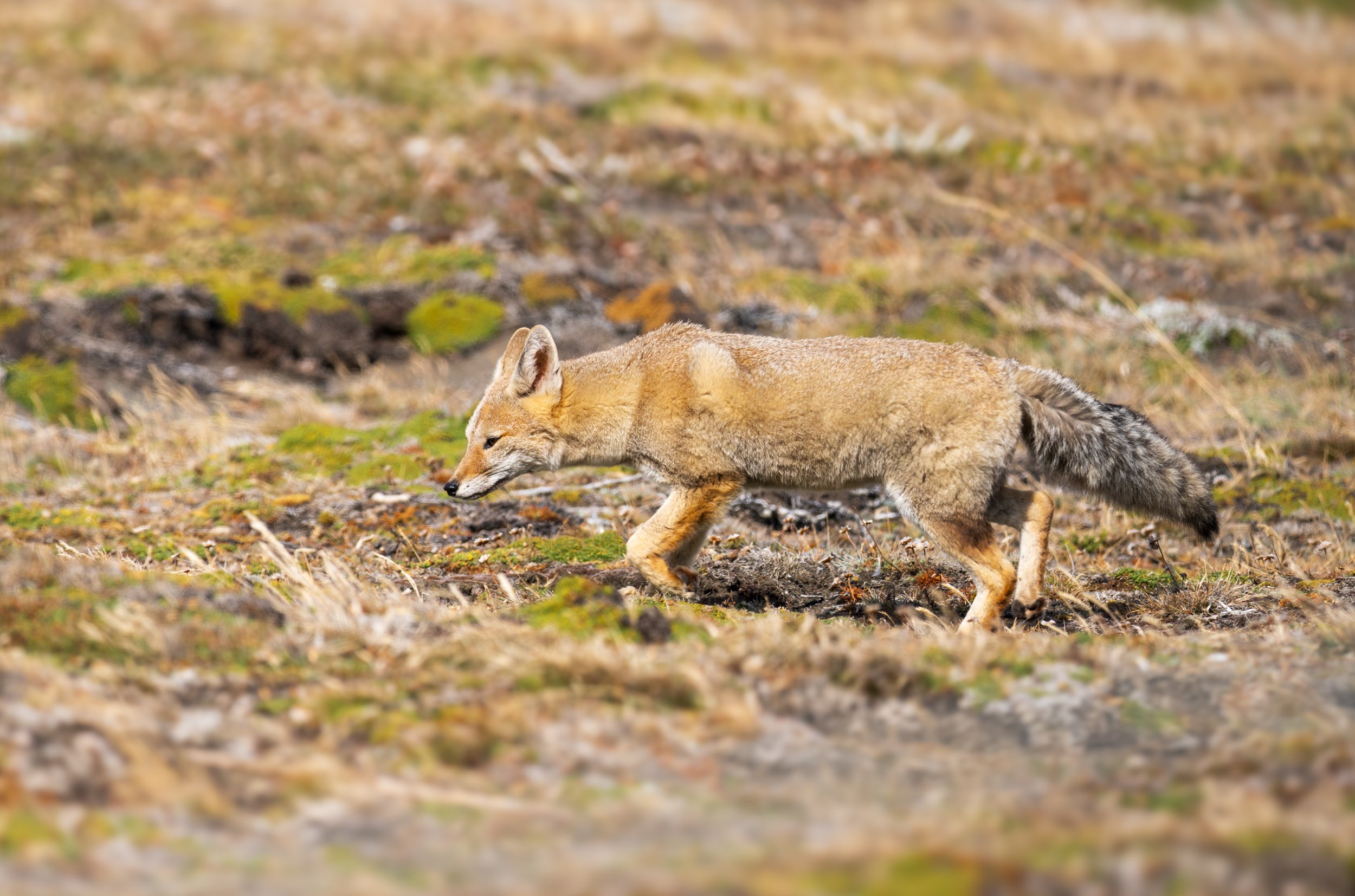  Cruising around looking for lunch (photo/Jason Rafal) 