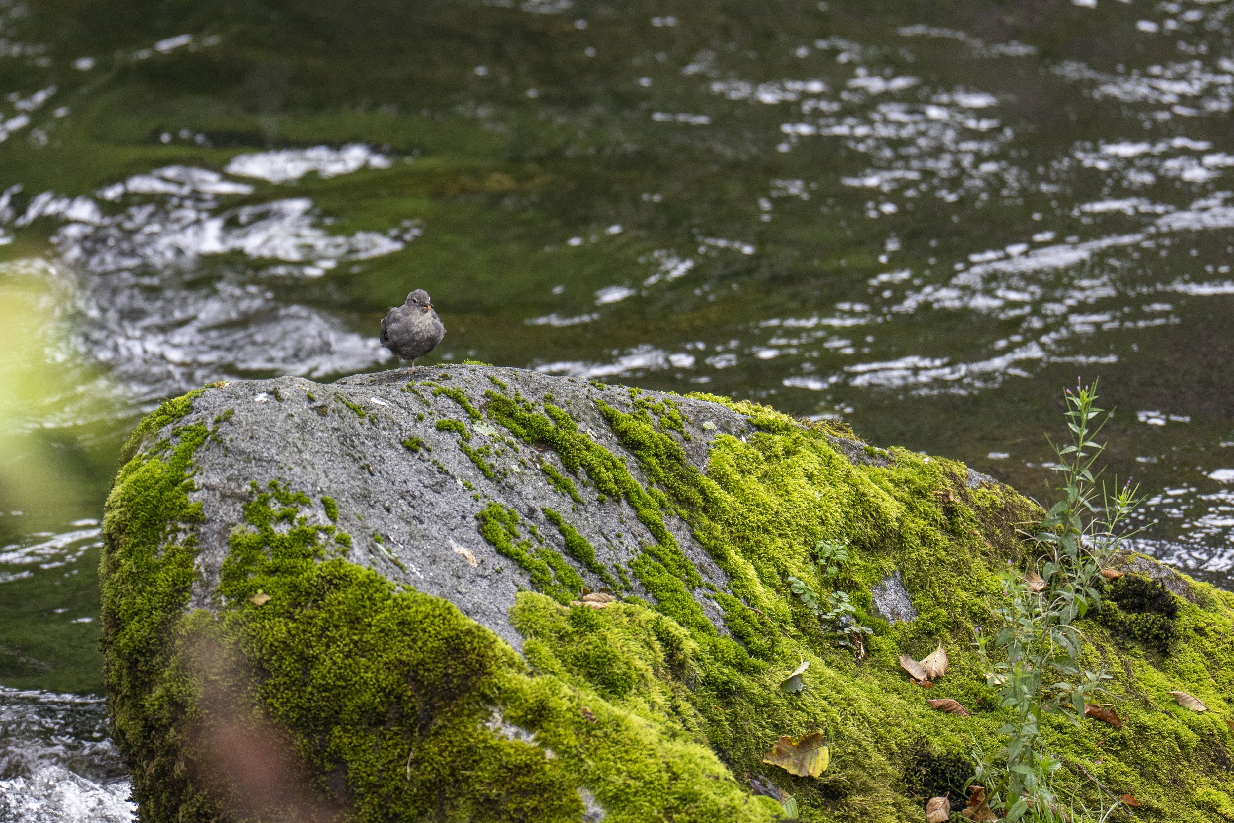 A small gray bird on a mossy rock in a river.
