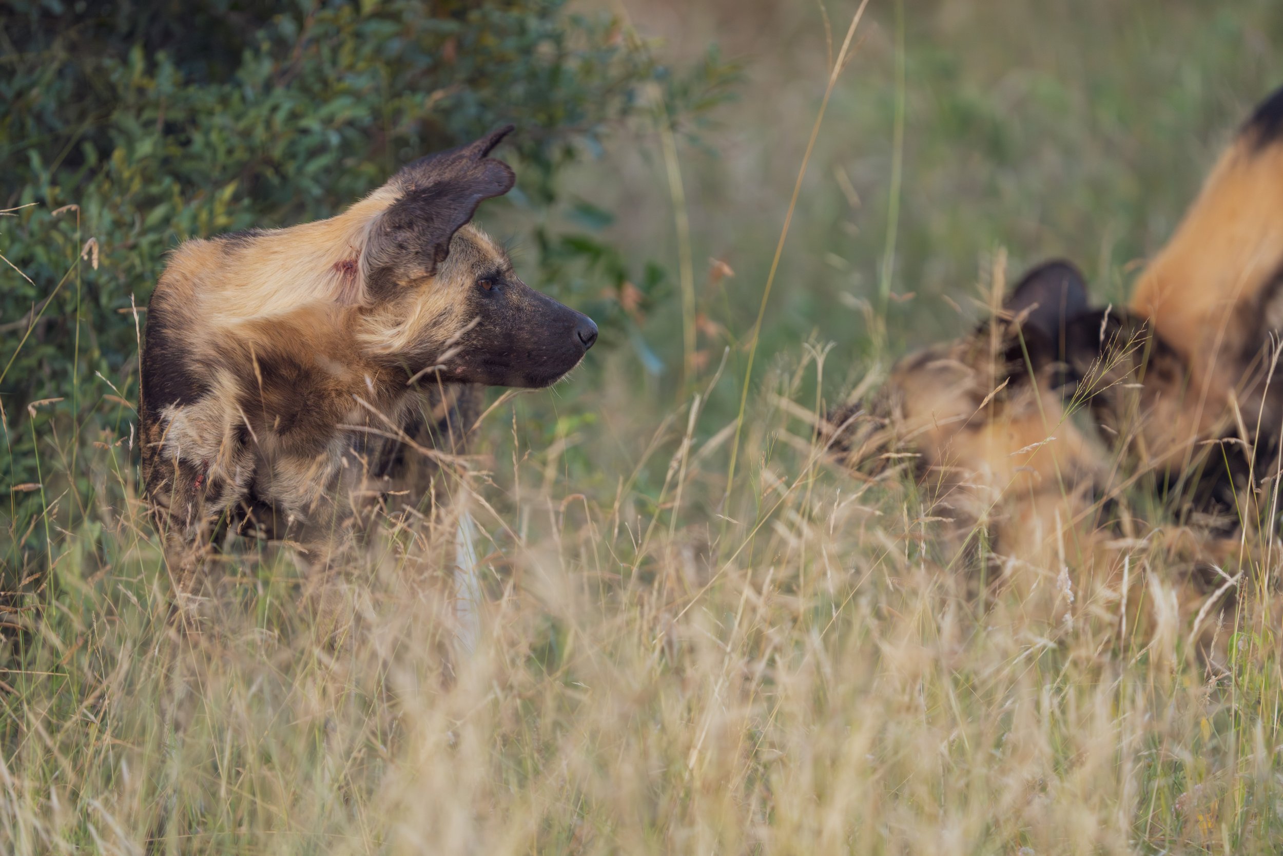 The dogs were covered in small (and sometimes large) cuts (photo/Jason Rafal)