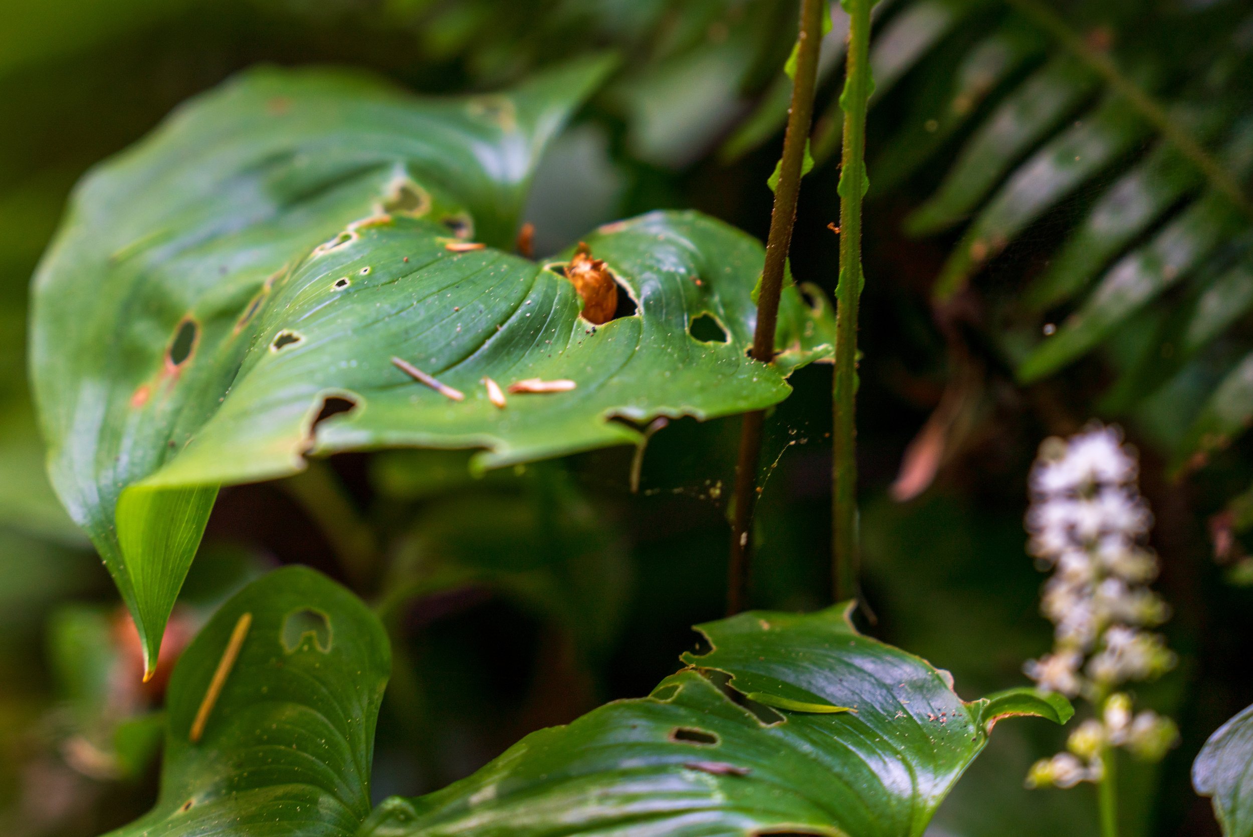  A plant growing through the leaves of another plant (photo/Jason Rafal) 