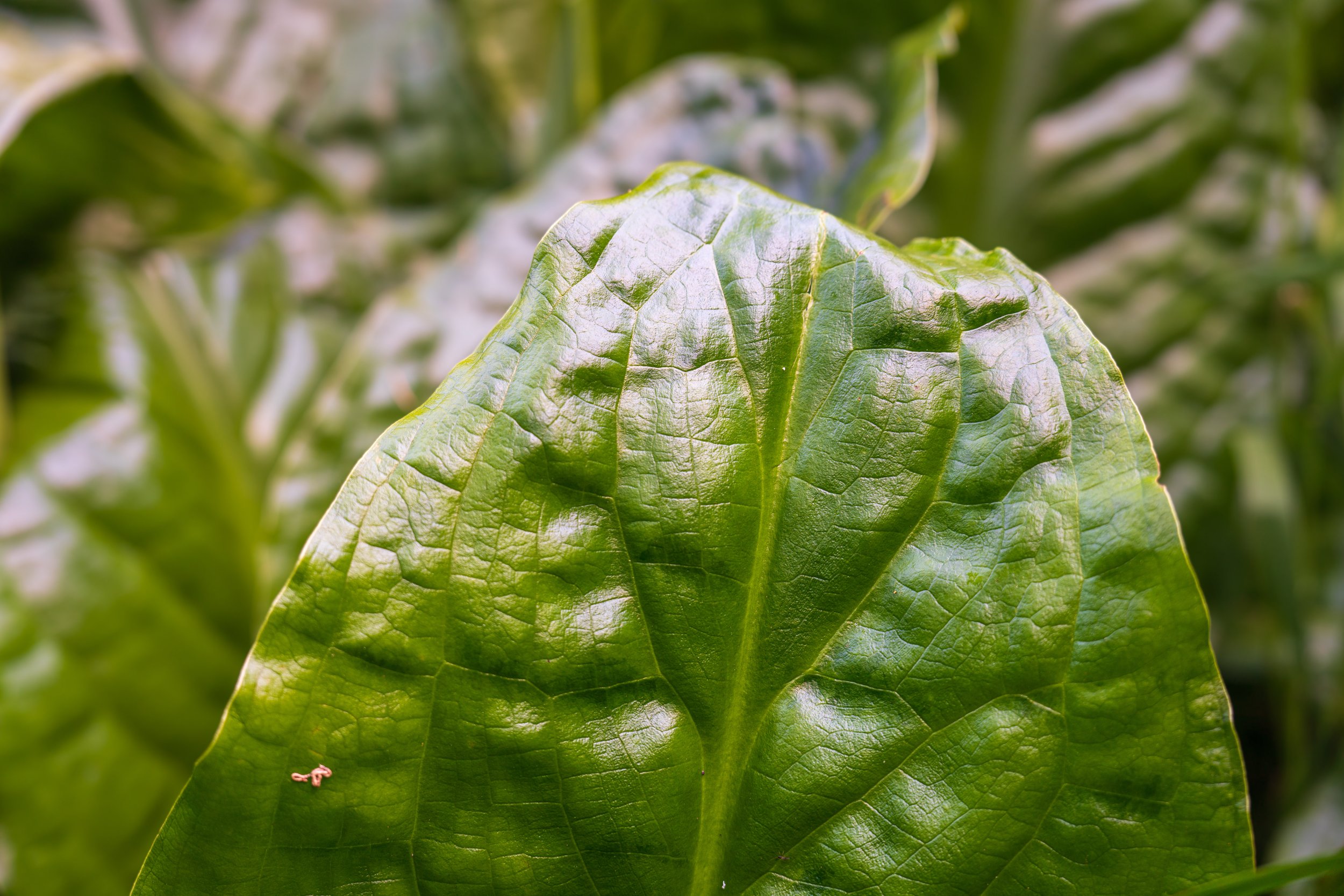  Giant leaves on the edge of the forest (photo/Jason Rafal) 