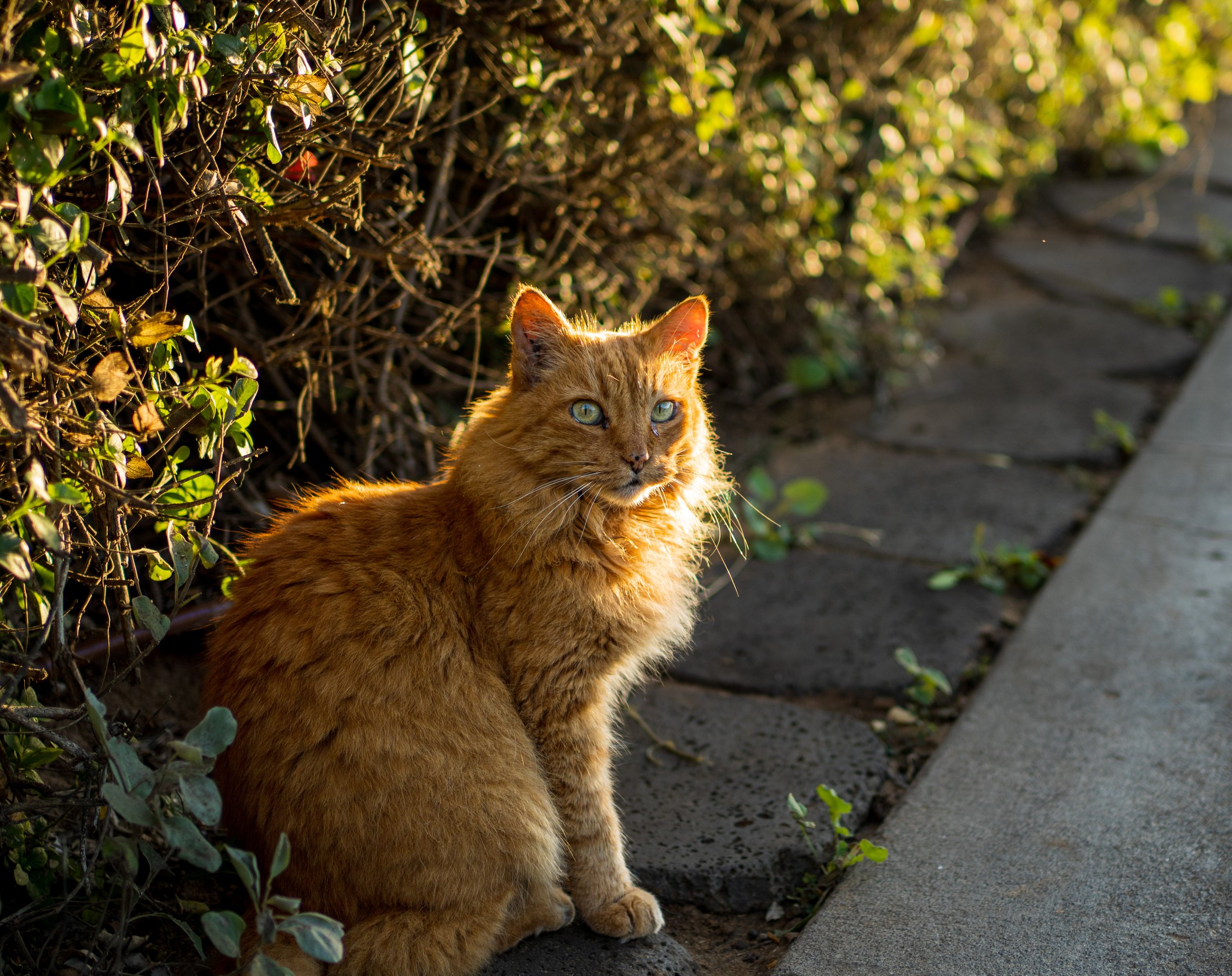  One of the handsome feral colony cats (photo/Jason Rafal) 