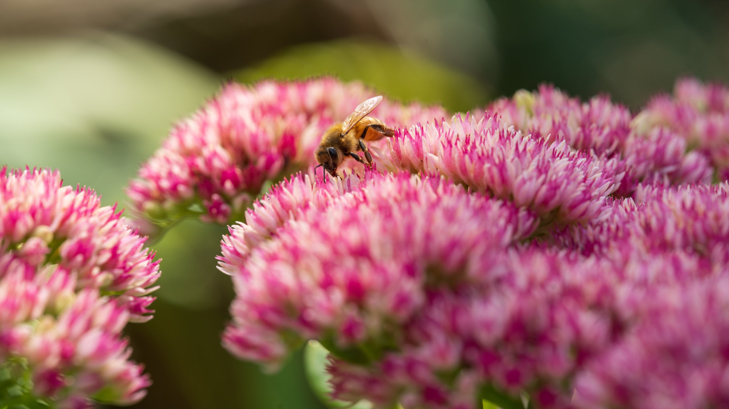 A bee enjoying Butchart Gardens (photo/Jason Rafal) 