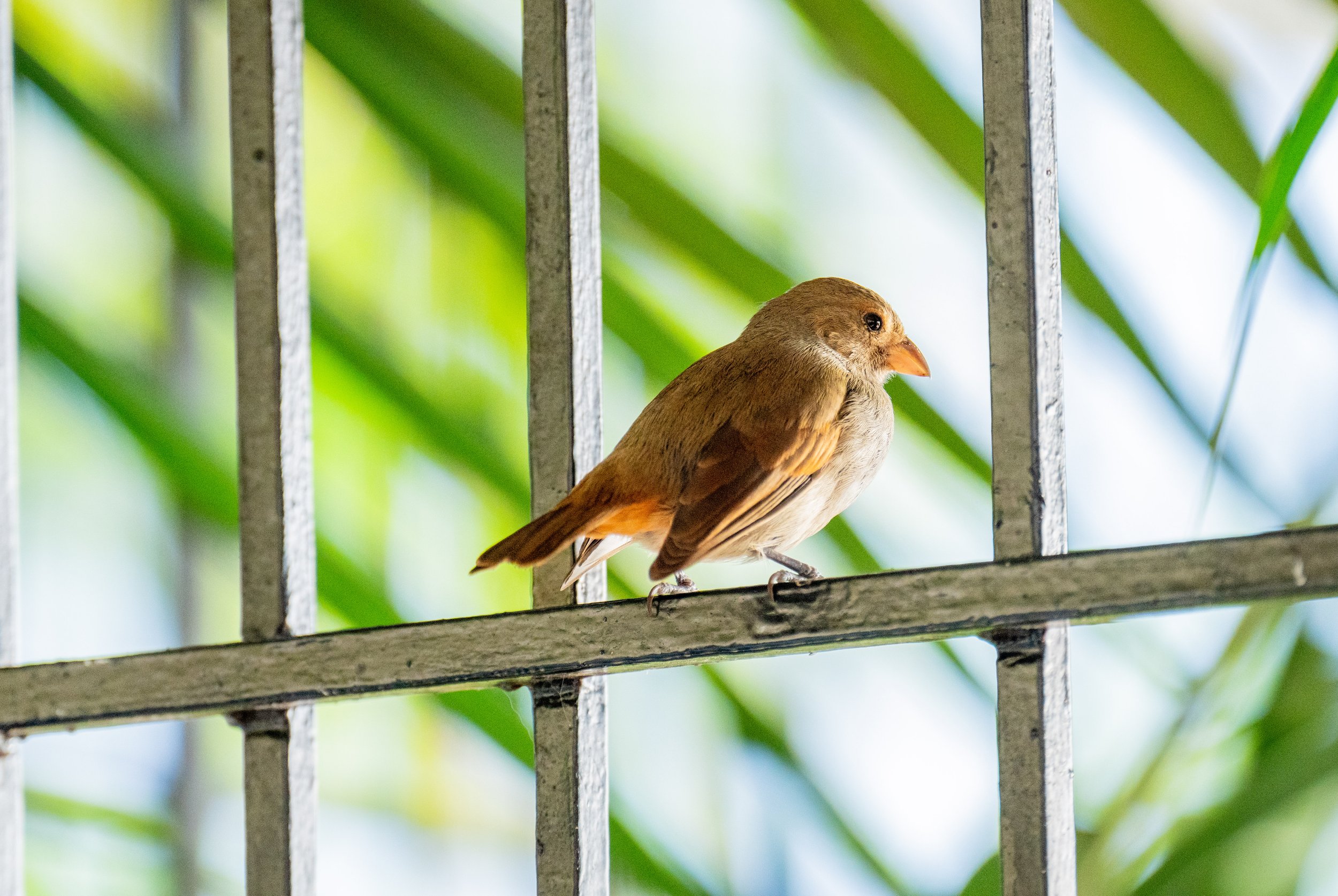 Another little cutie (photo/Jason Rafal)