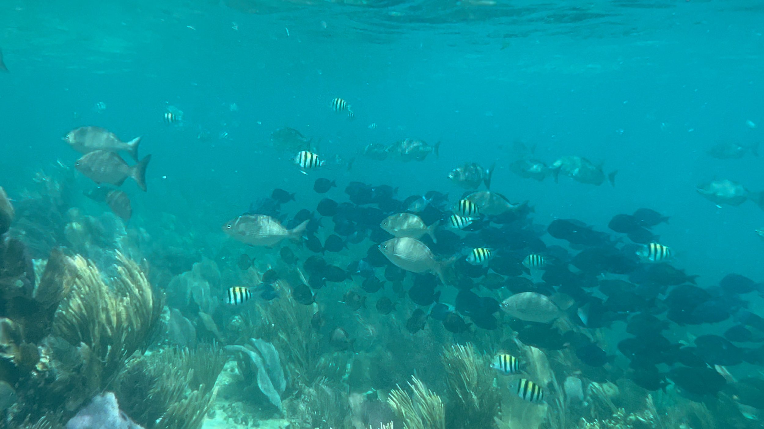  There were a lot of fish (photo/Jason Rafal) 