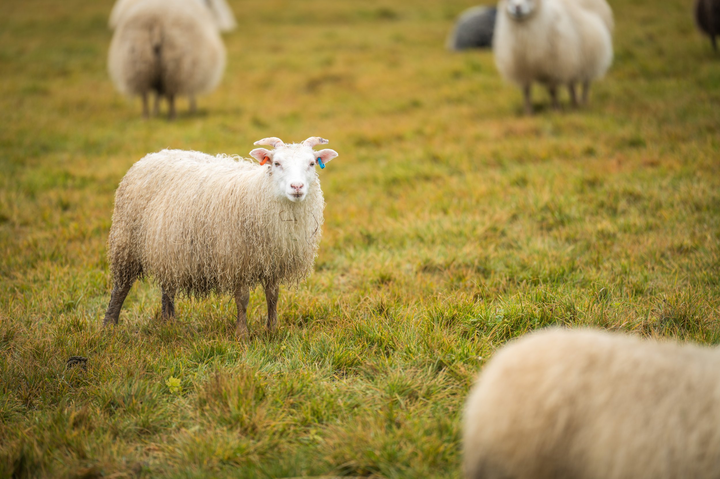  One of this year’s lambs (photo/Jason Rafal) 