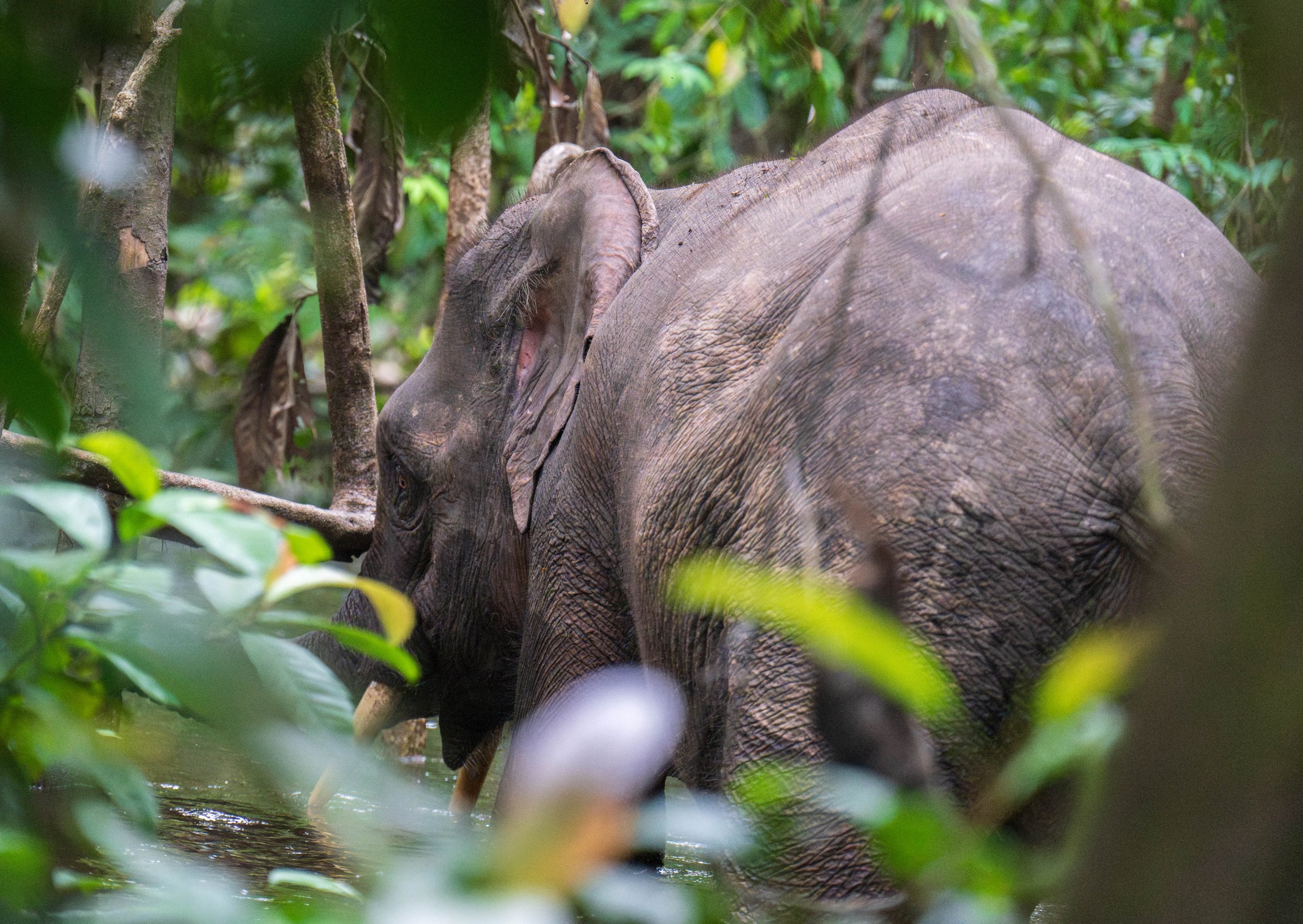 A small elephant walking through a swamp.
