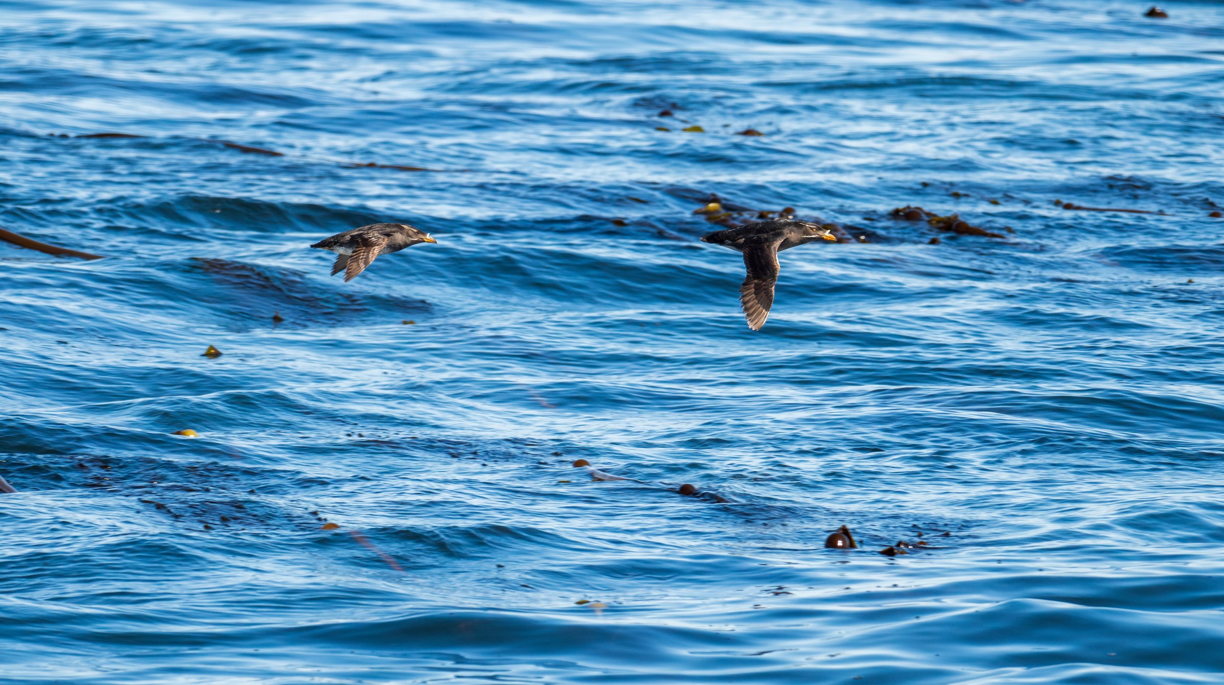 Two small seabirds flying low over the ocean.