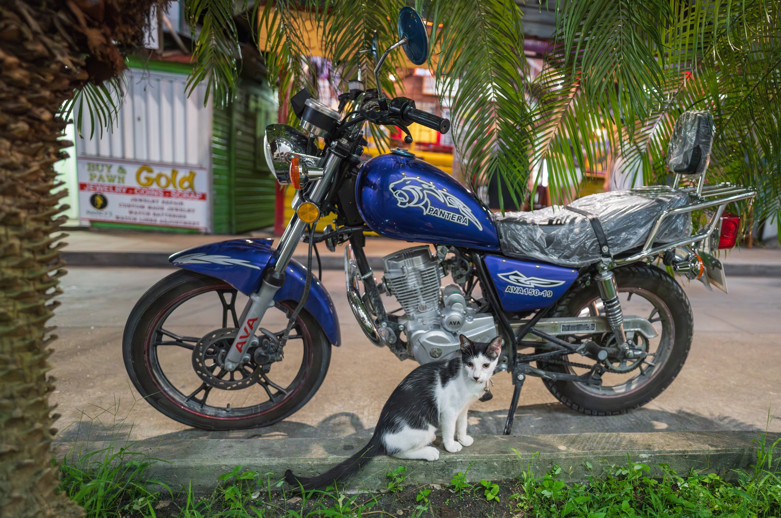  An equally cute and friendly street cat (photo/Jason Rafal) 