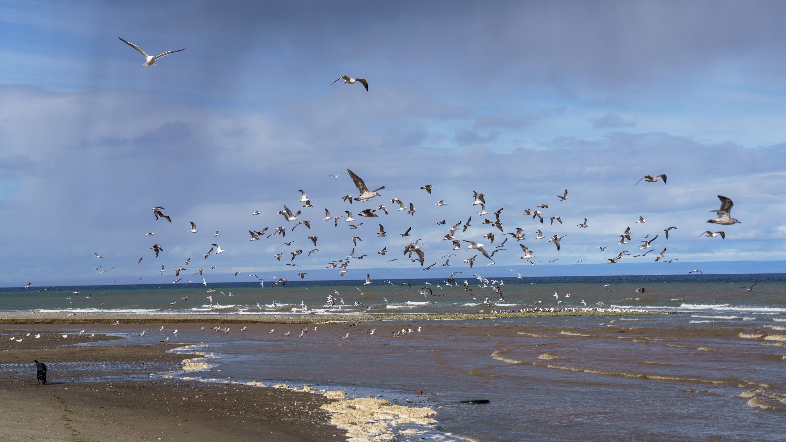  Birds being alarmed at the dog running along near us (photo/Jason Rafal) 