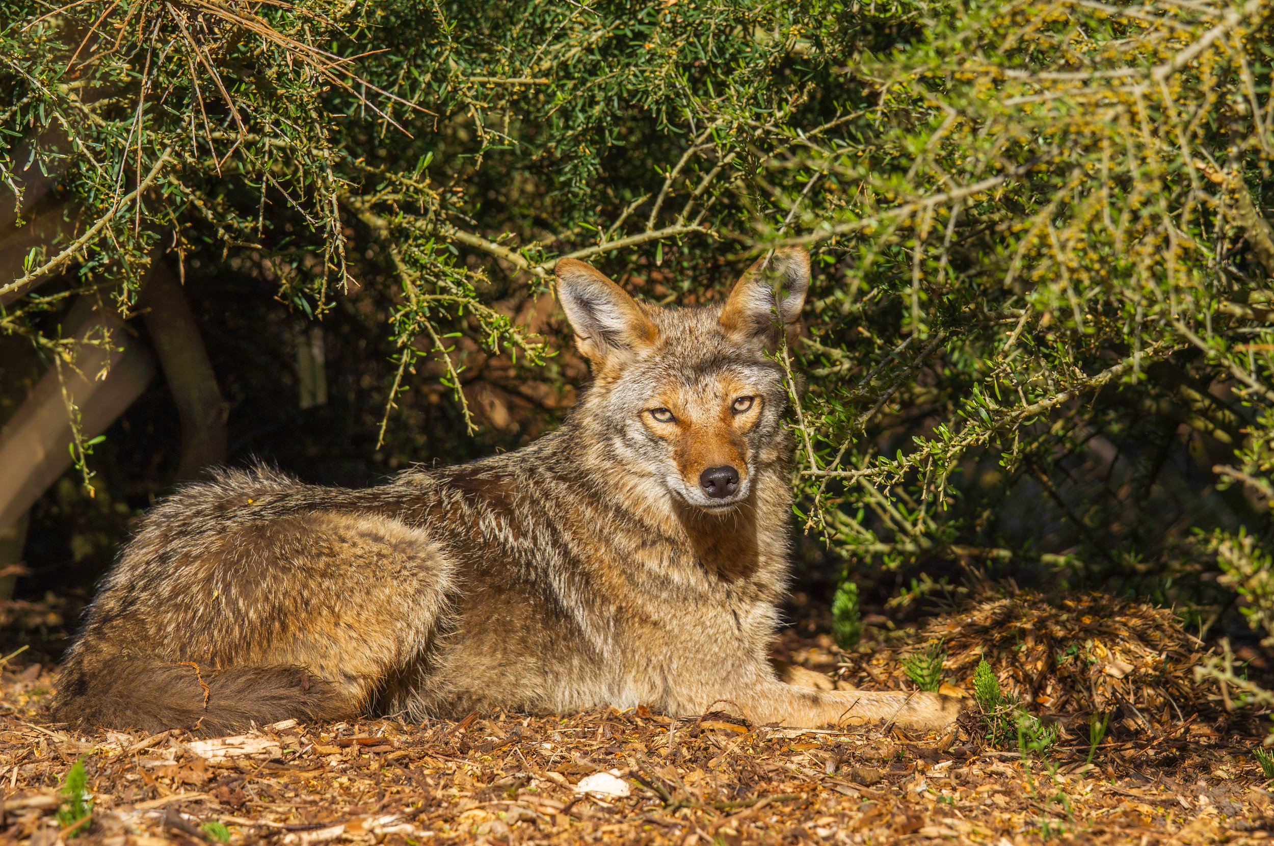  This coyote was just sitting under some bushes at the arboretum, watching us (photo/Jason Rafal) 