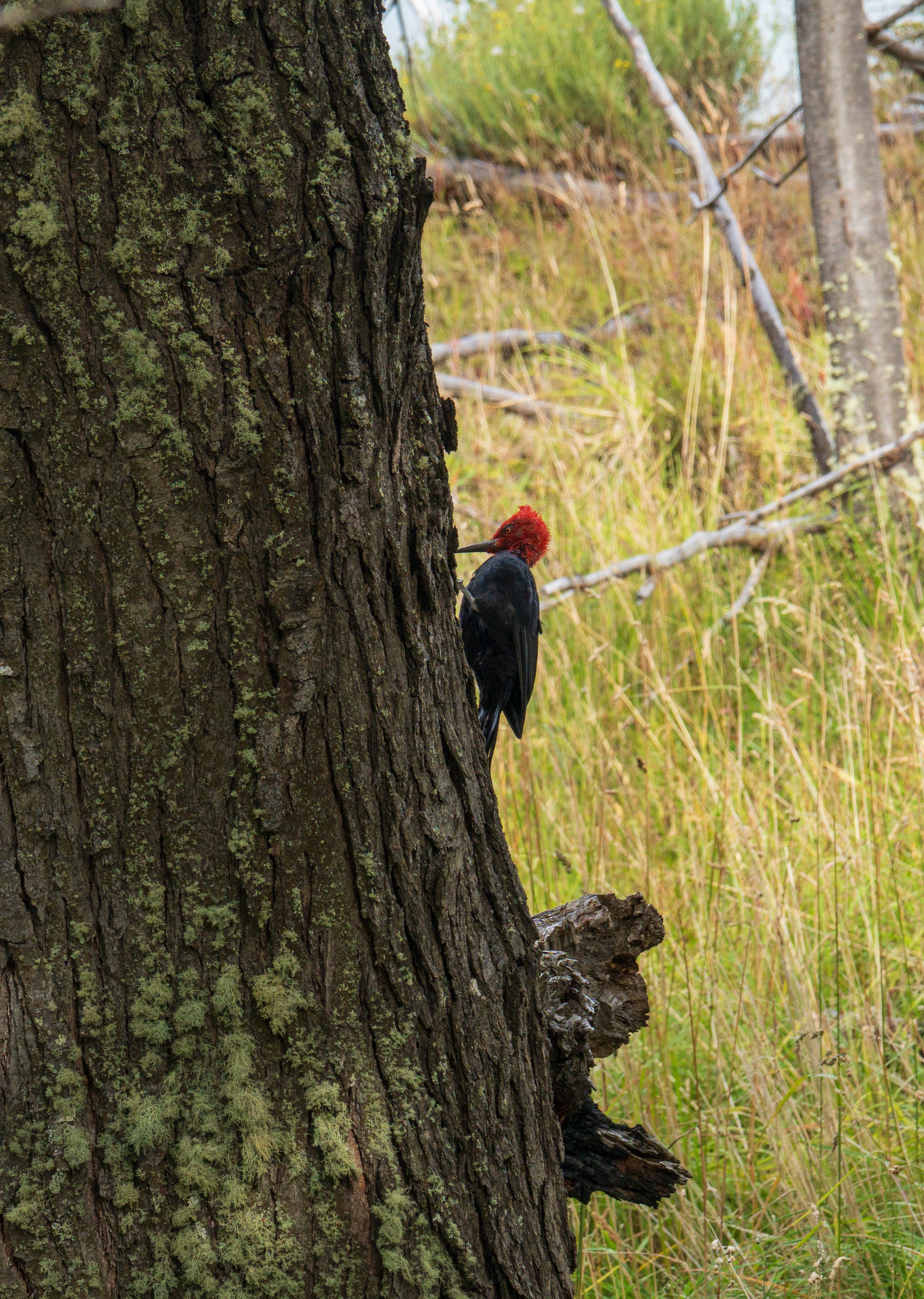  A brightly colored Magellanic woodpecker (photo/Jason Rafal) 