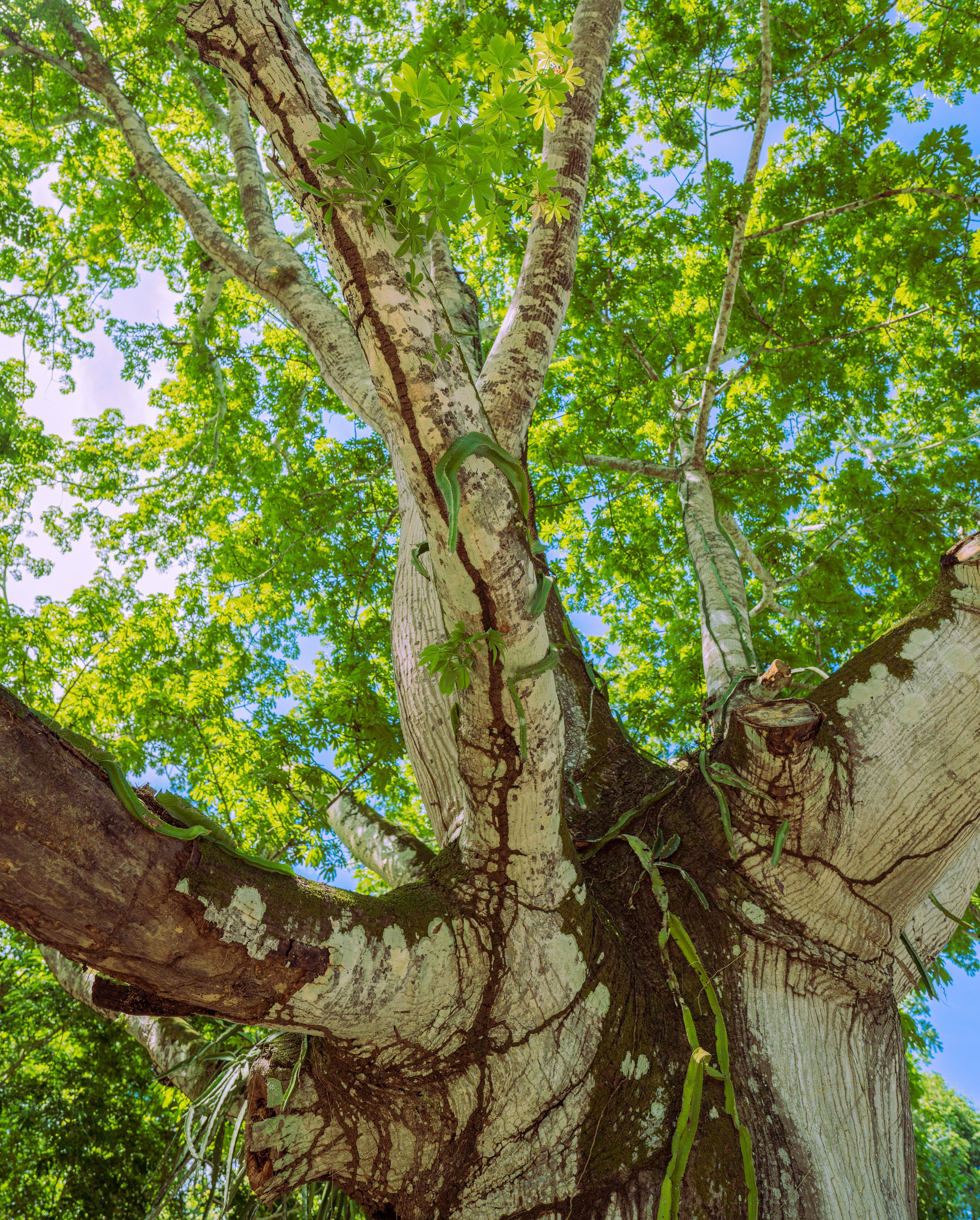  The trees and plants at Tikal are awe-inspiring (photo/Jason Rafal) 