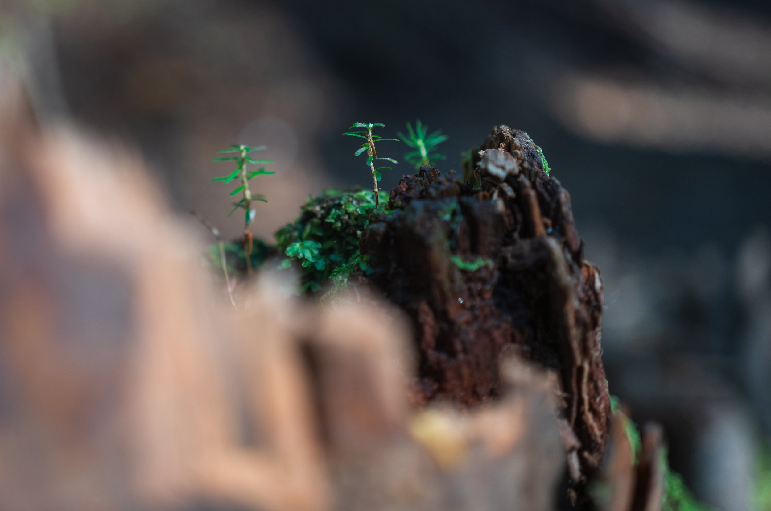  Tiny tiny trees growing from a log (photo/Jason Rafal) 