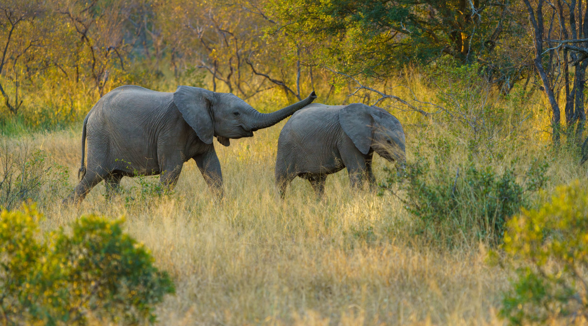 Two young elephants (photo/Jason Rafal)