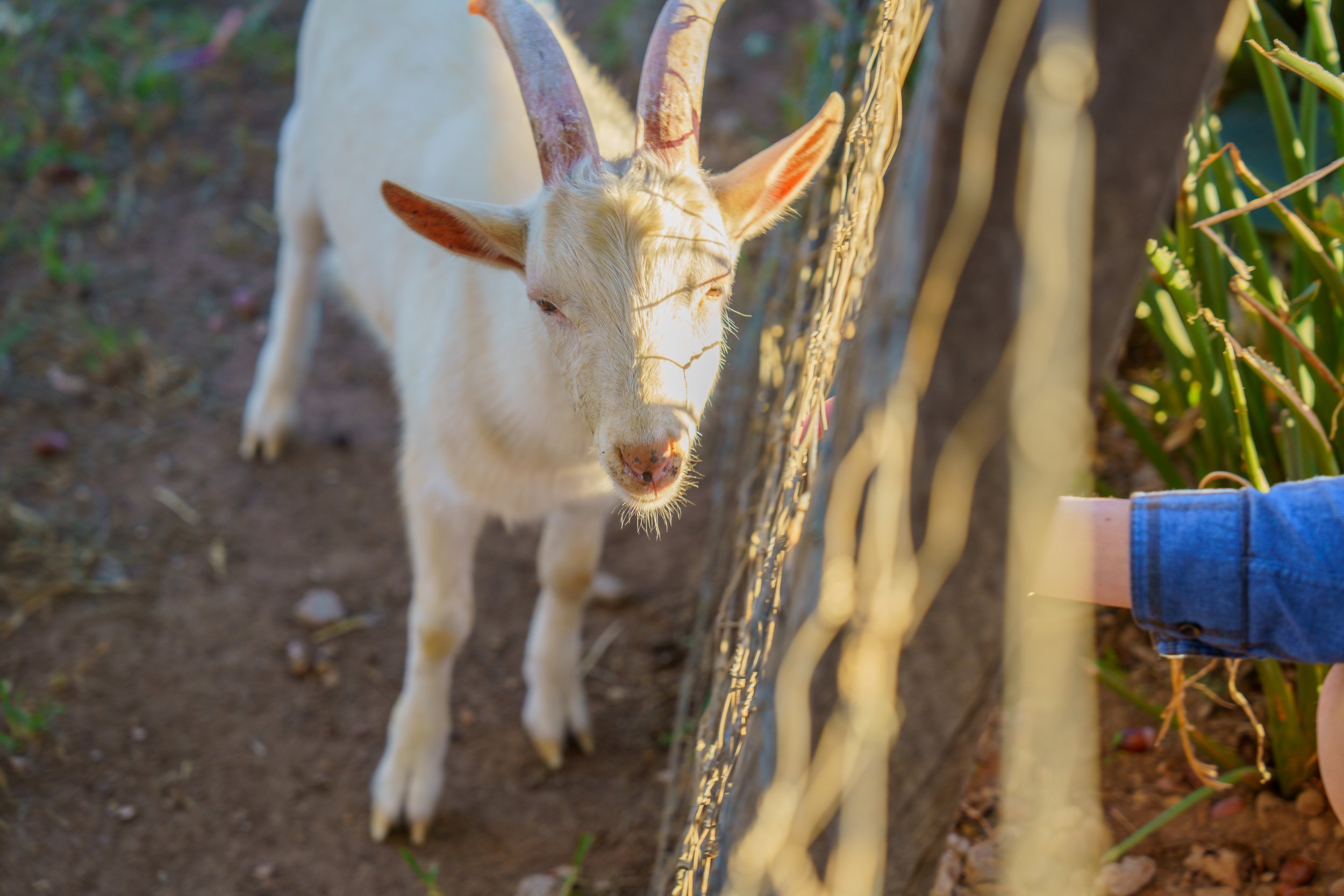  I was thrilled to find the goats at Fairview (photo/Jason Rafal) 