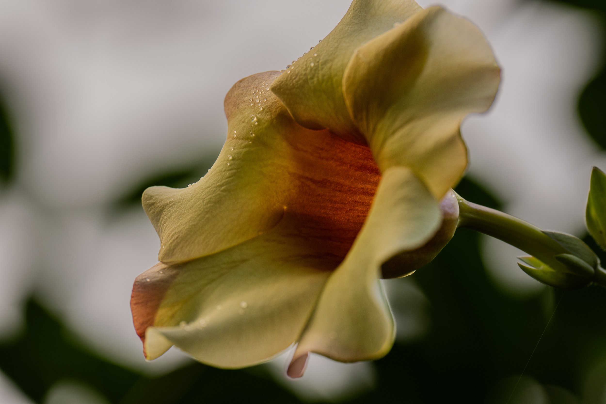 Allamanda flower (photo/Jason Rafal)