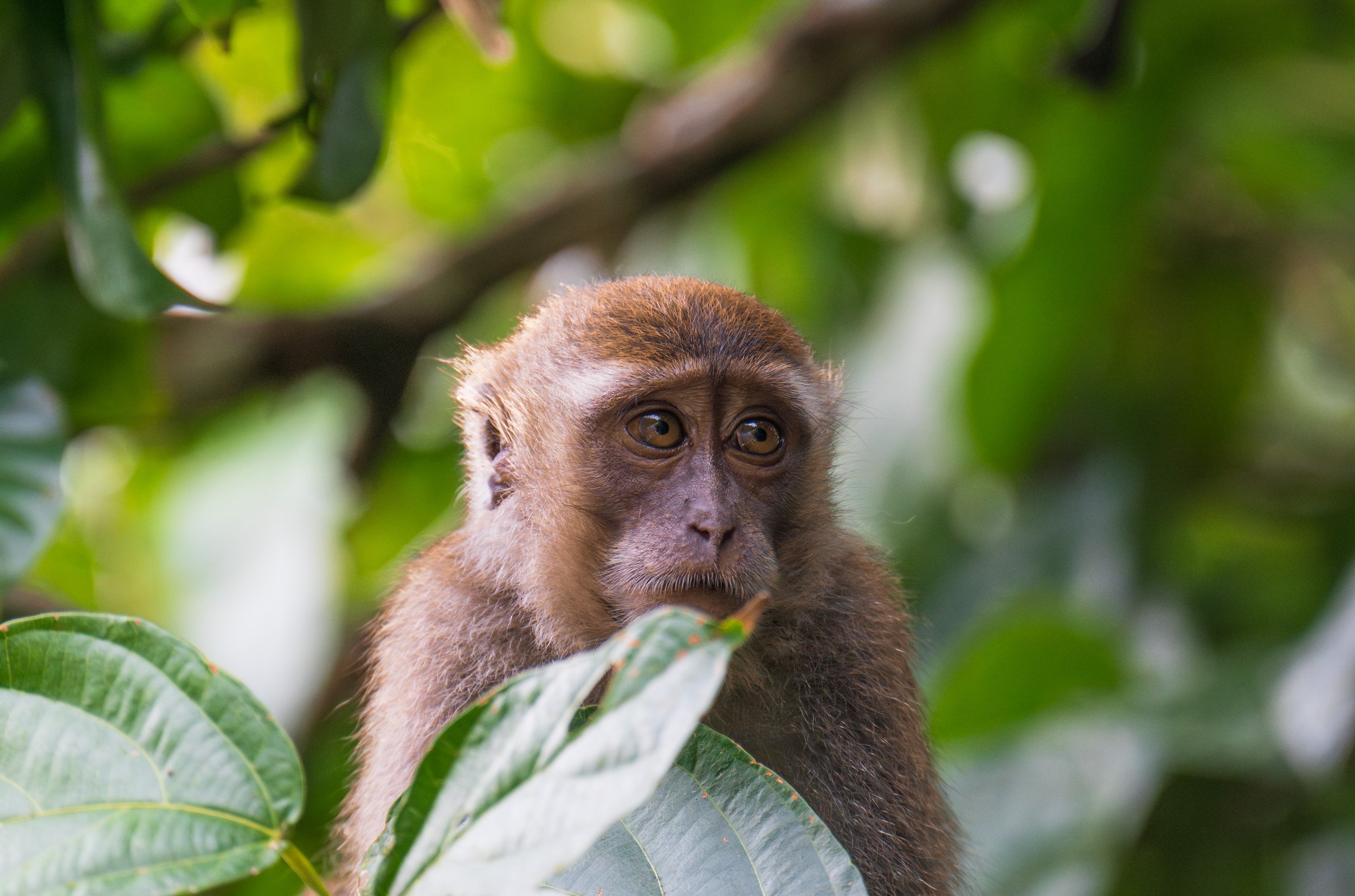 A macaque looking off to the side.