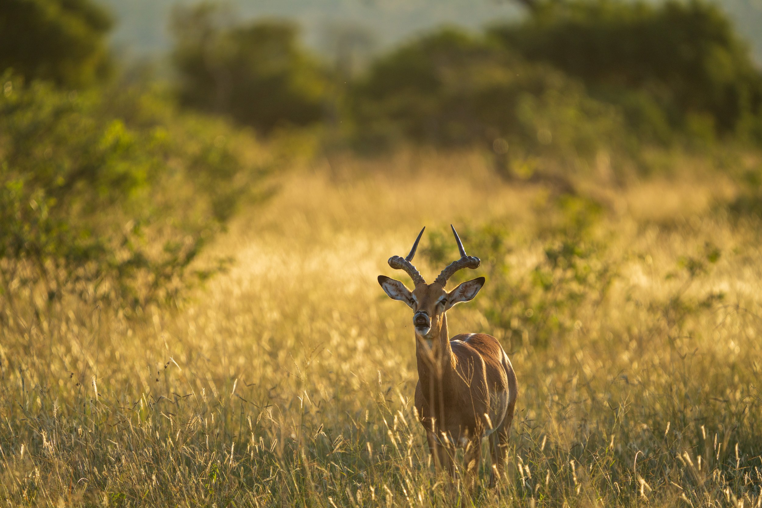 A male impala smelling us (photo/Jason Rafal)