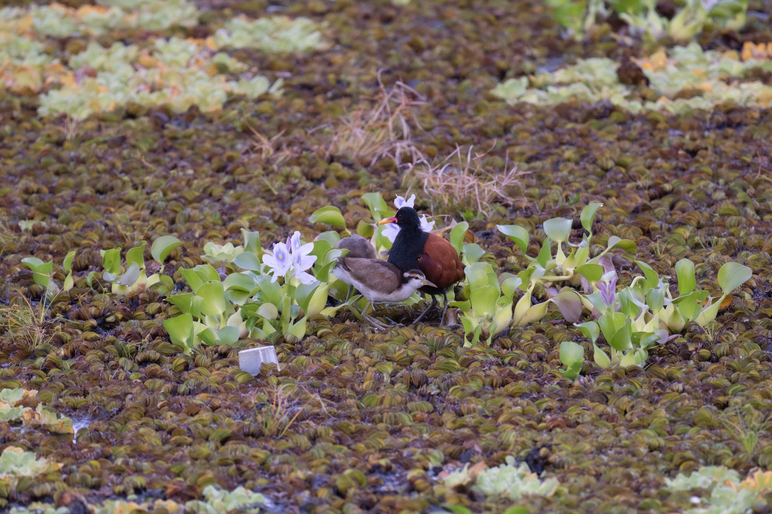  A wattled jacana and its chicks (photo/Jason Rafal) 