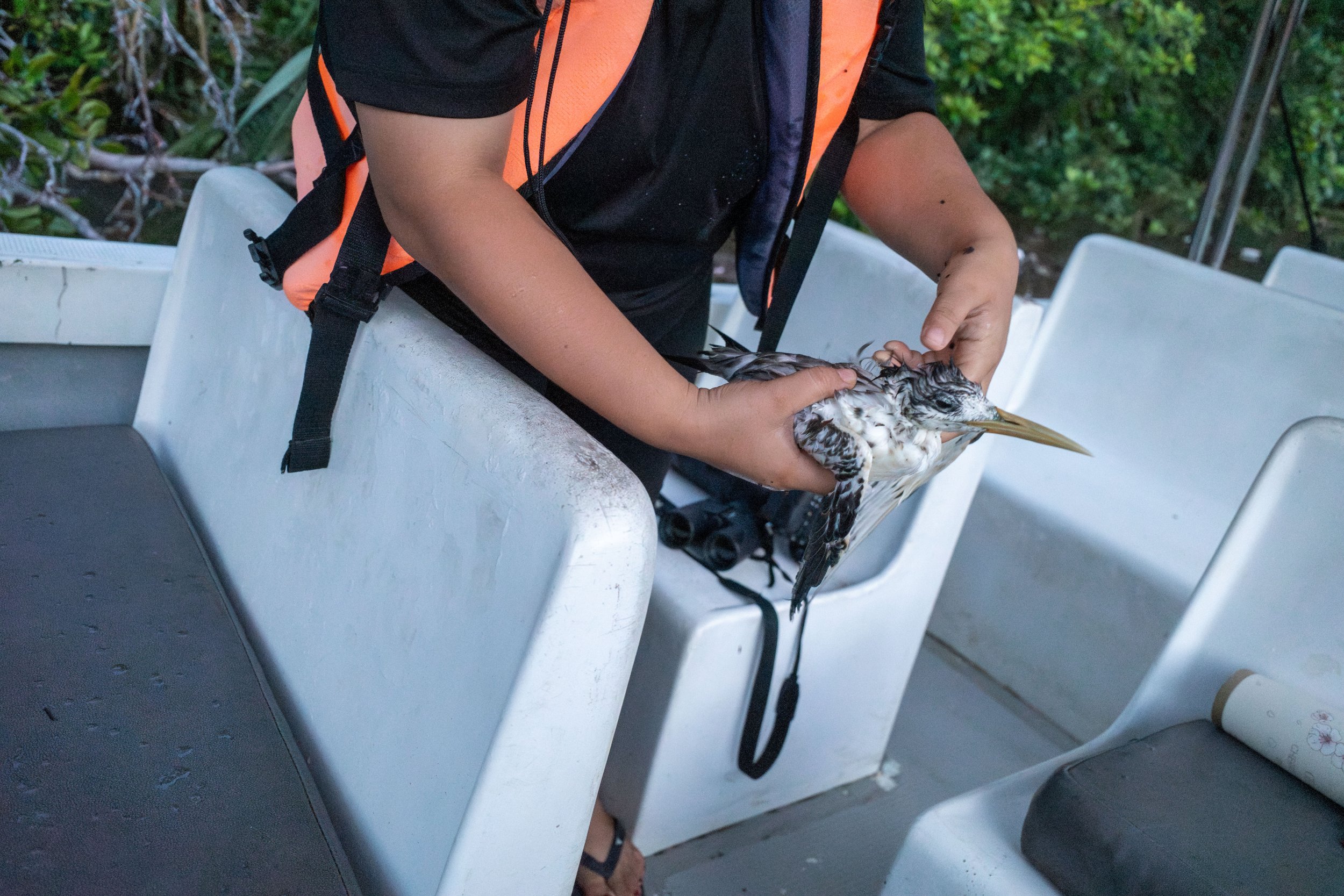 Hands holding a wet and bedraggled bird in a boat.