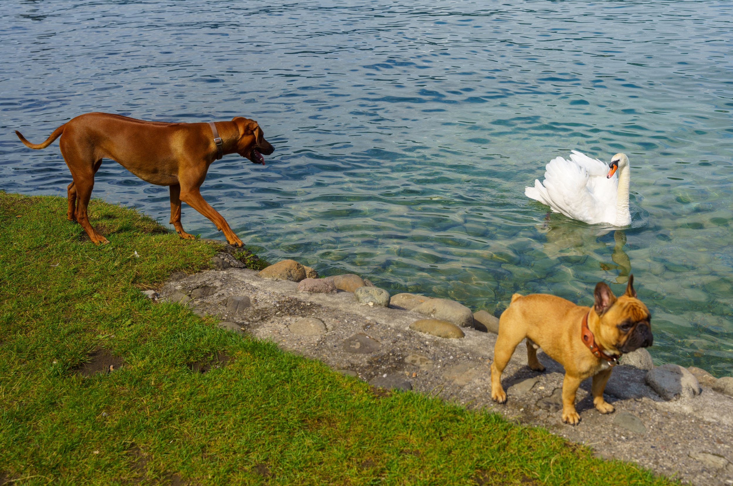 Most of the swans seemed very chill, but this one was hissing at the dogs (photo/Jason Rafal)