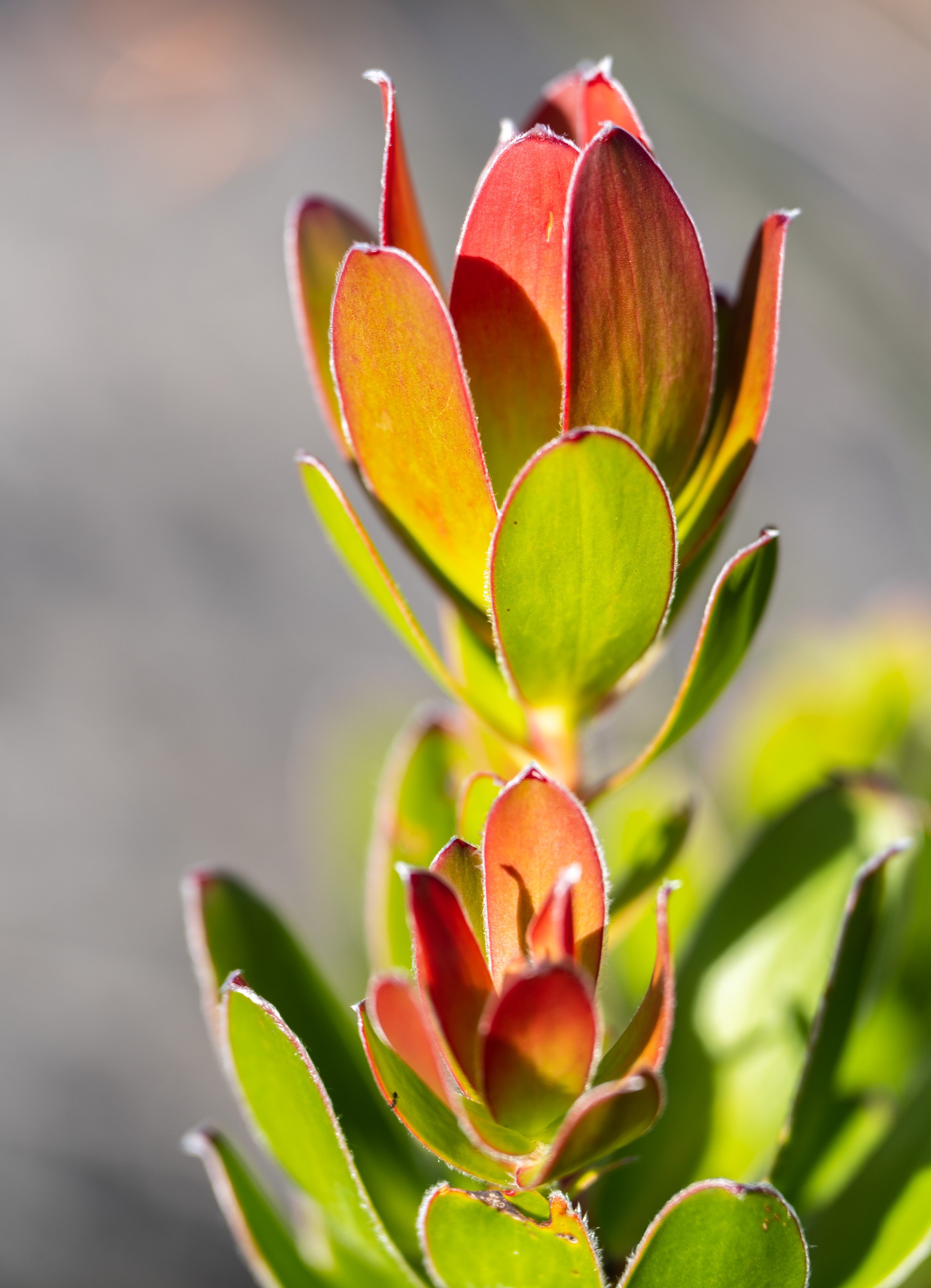  One of the weird and beautiful plants at the top (photo/Jason Rafal) 