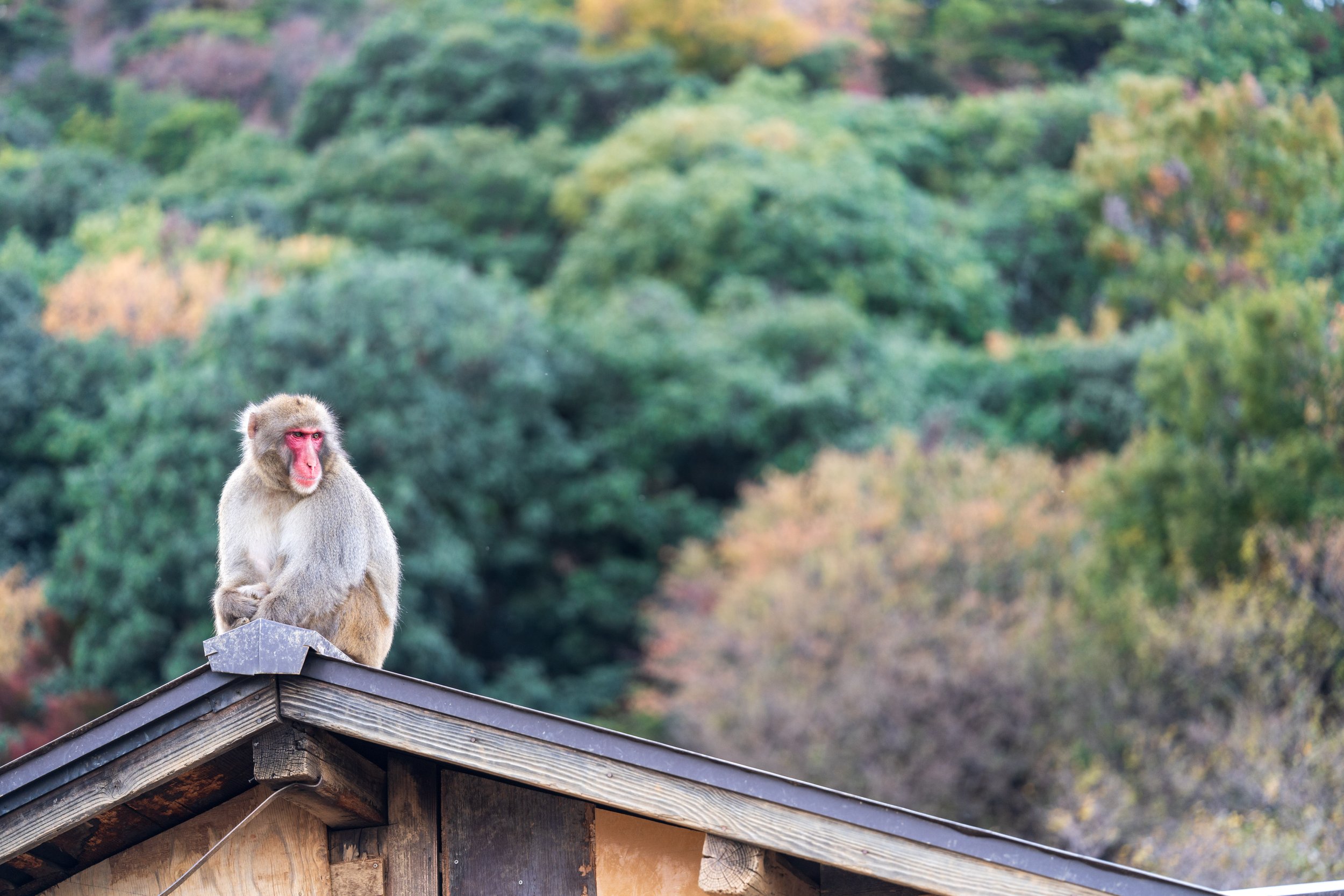  A handsome monkey on a rooftop (photo/Jason Rafal) 