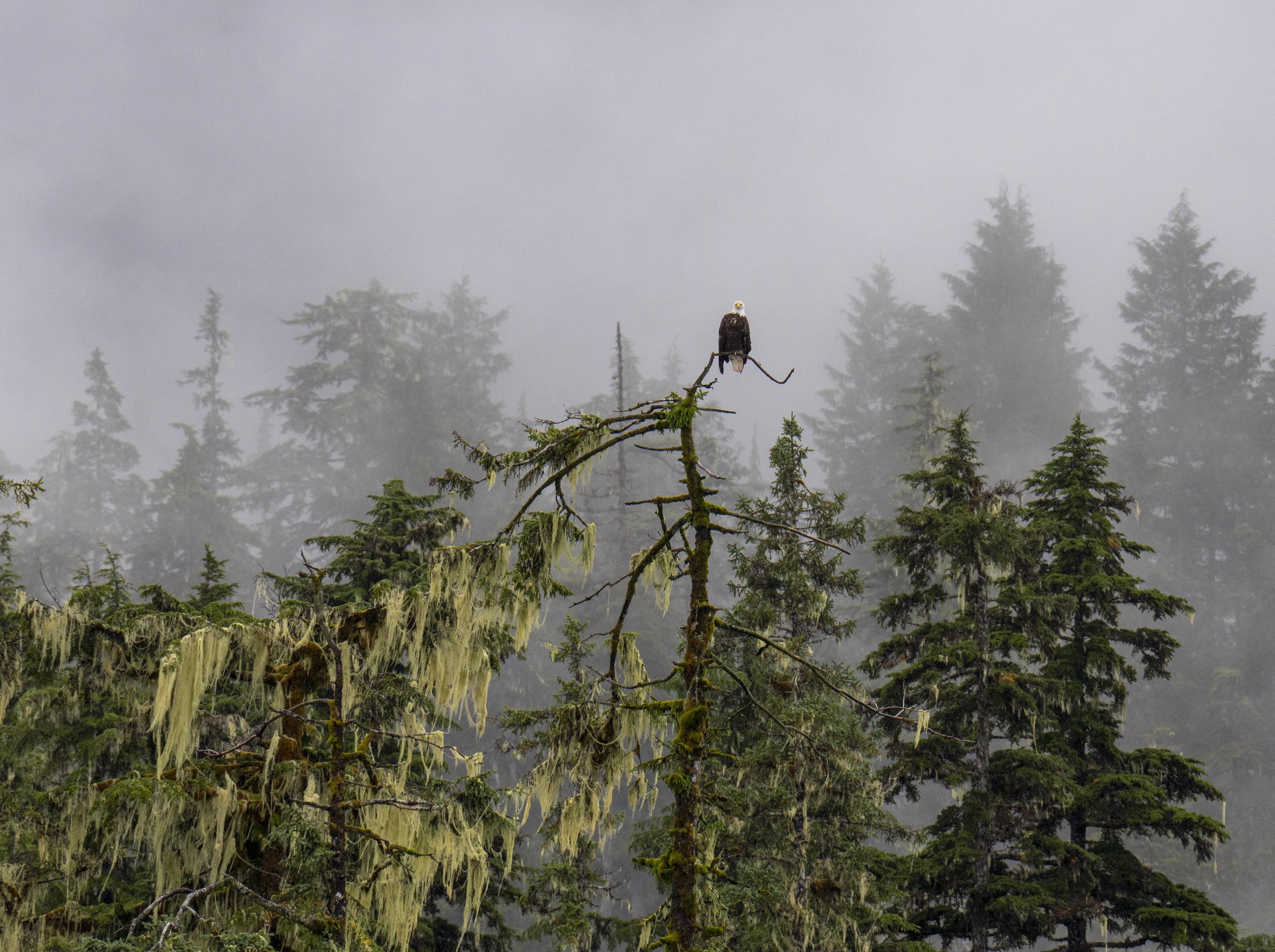 A bald eagle sitting on the top branch of a dead tree.