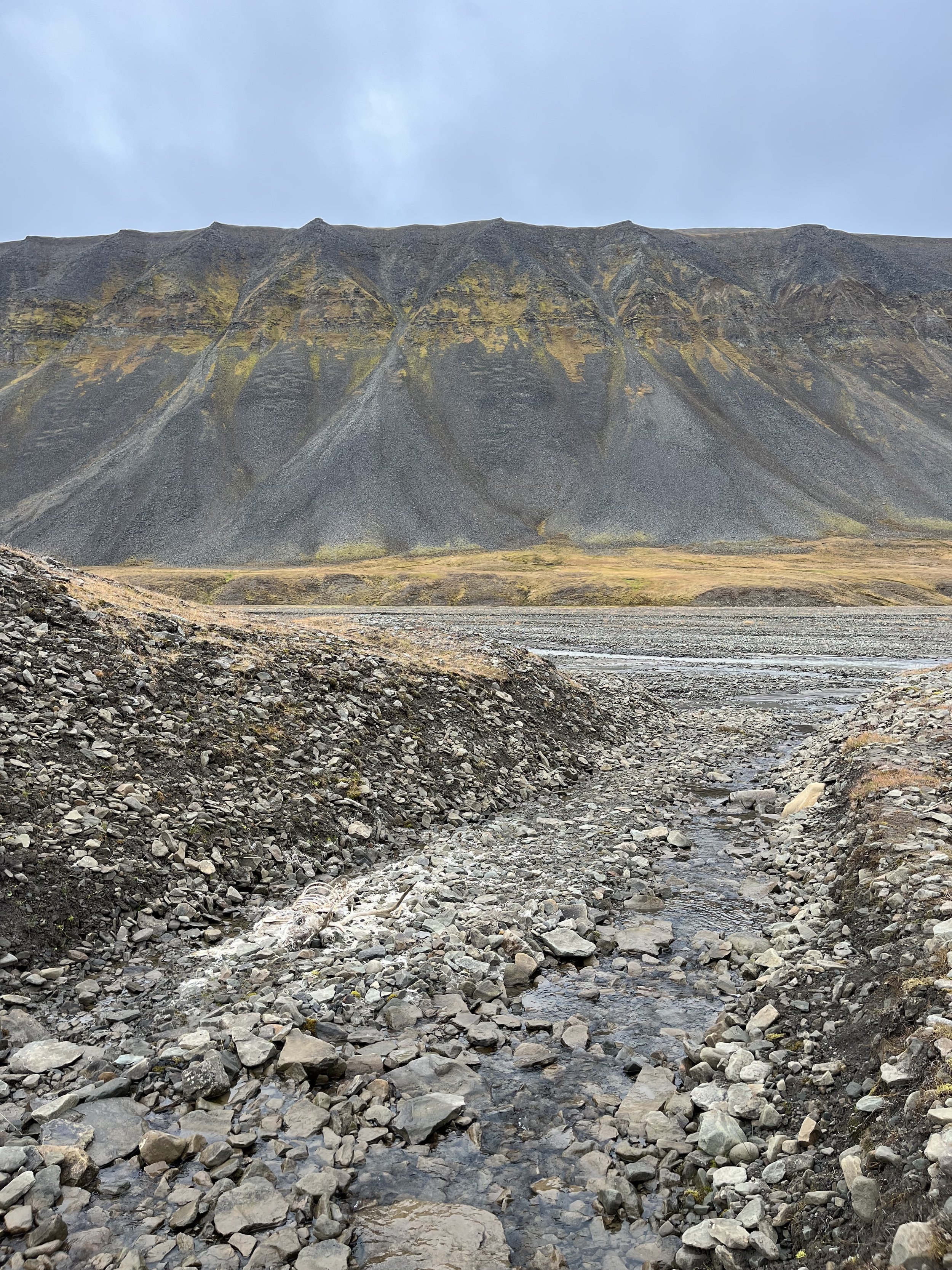  A reindeer skeleton and some leftover hair blending in with the shale (photo/Nicole Harrison) 