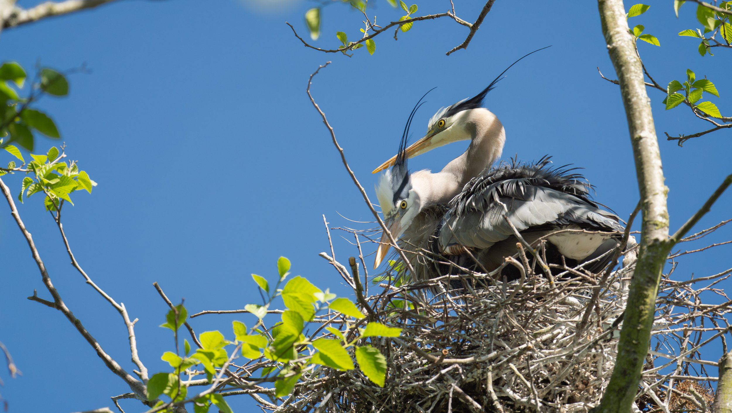  Two great blue herons standing in a nest together (photo/Jason Rafal) 