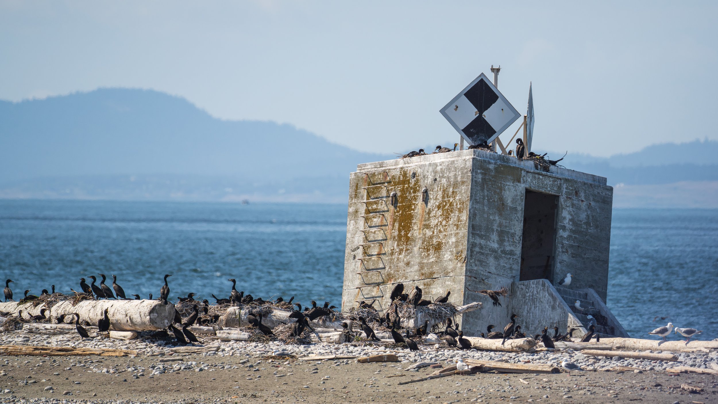 A flock of seabirds hanging out on a small beach with a concrete structure.