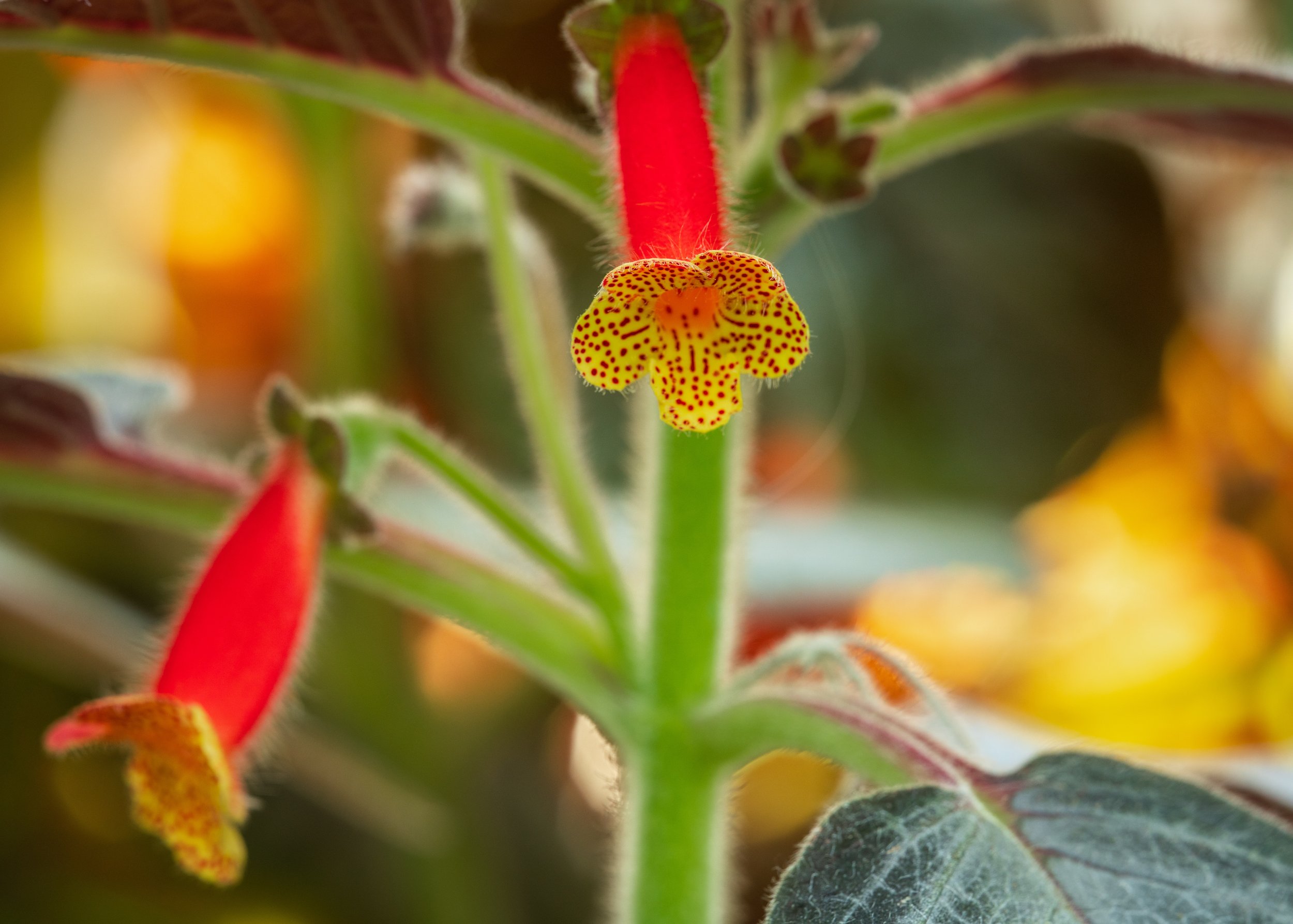 Close-up image of two small red flowers with yellow polka dotted petals.