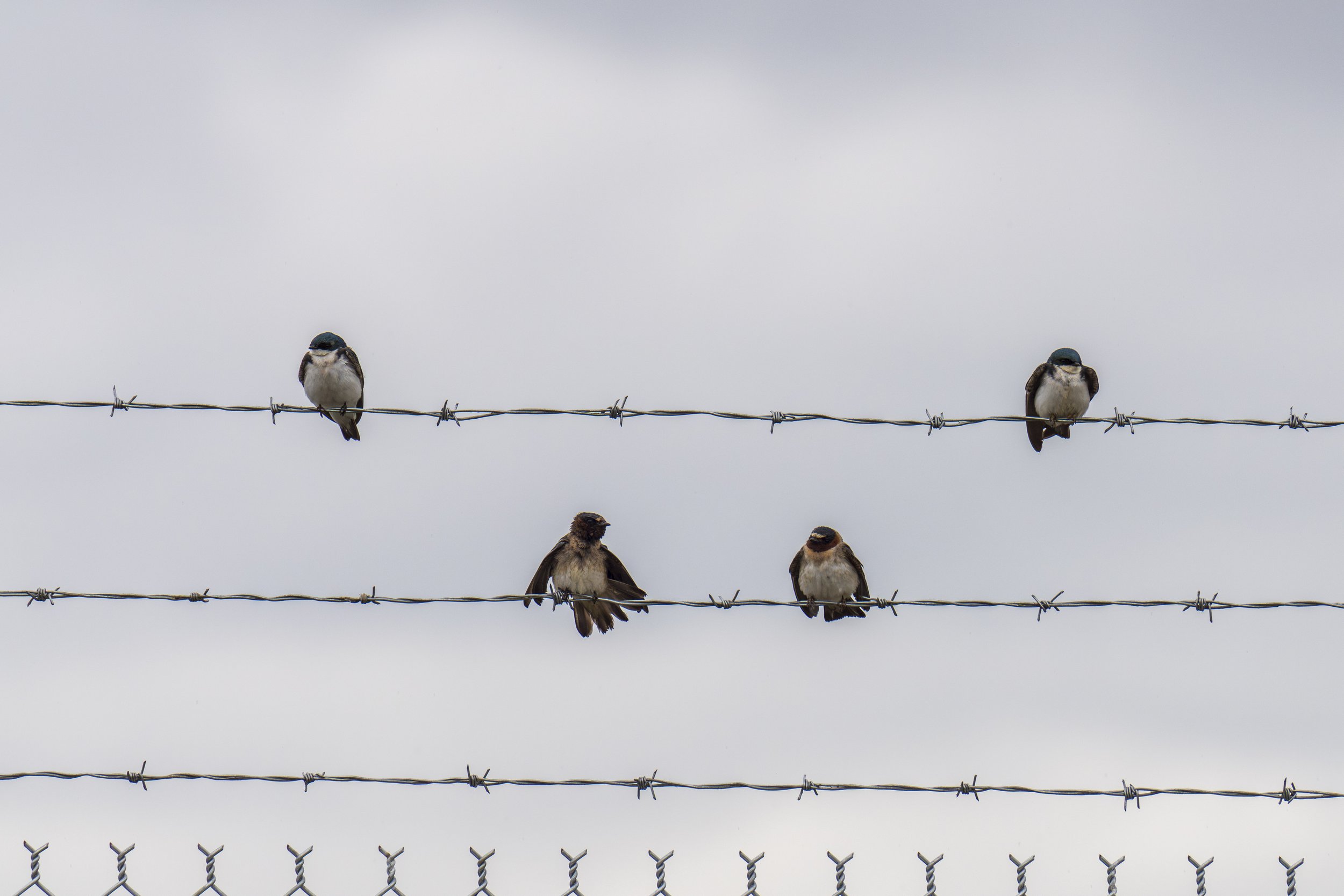  Birds on a line (photo/Jason Rafal) 