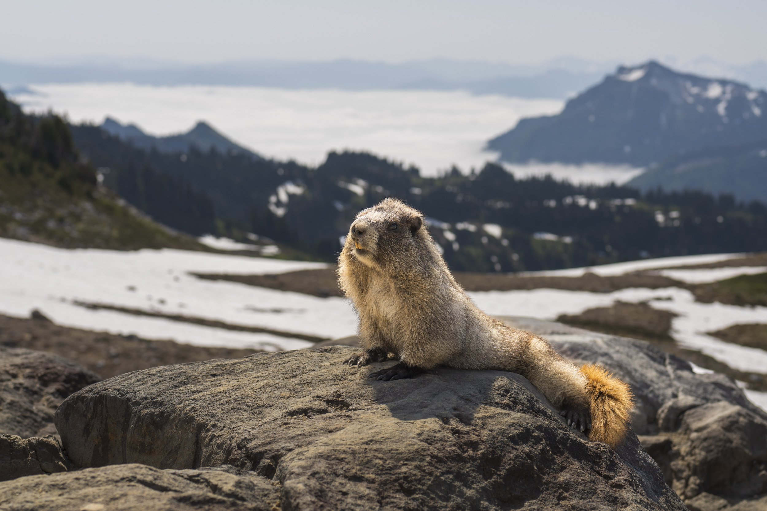  One of posing marmots in Mt. Rainier National Park (photo/Jason Rafal) 