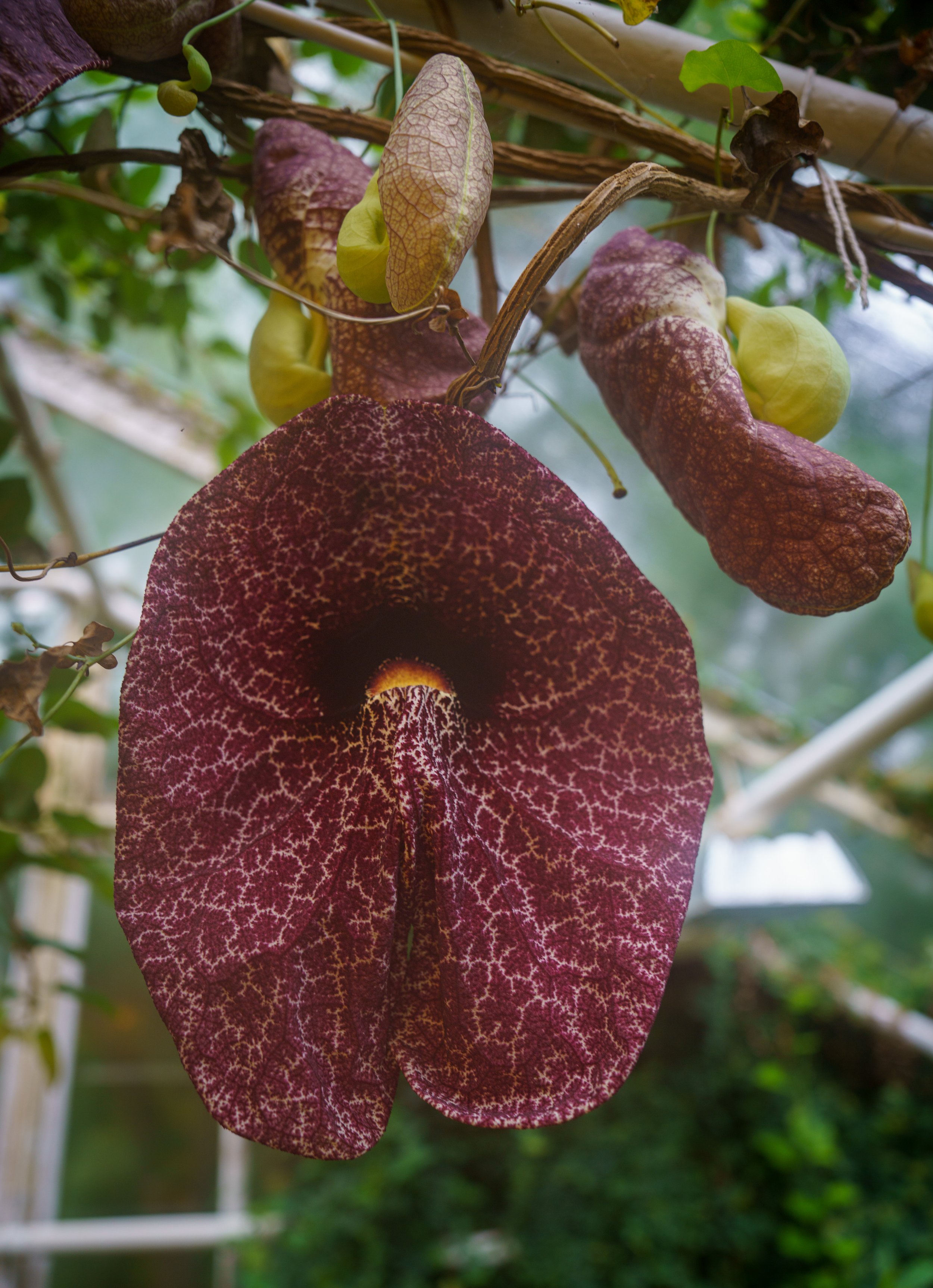 A huge drooping flower (photo/Jason Rafal)