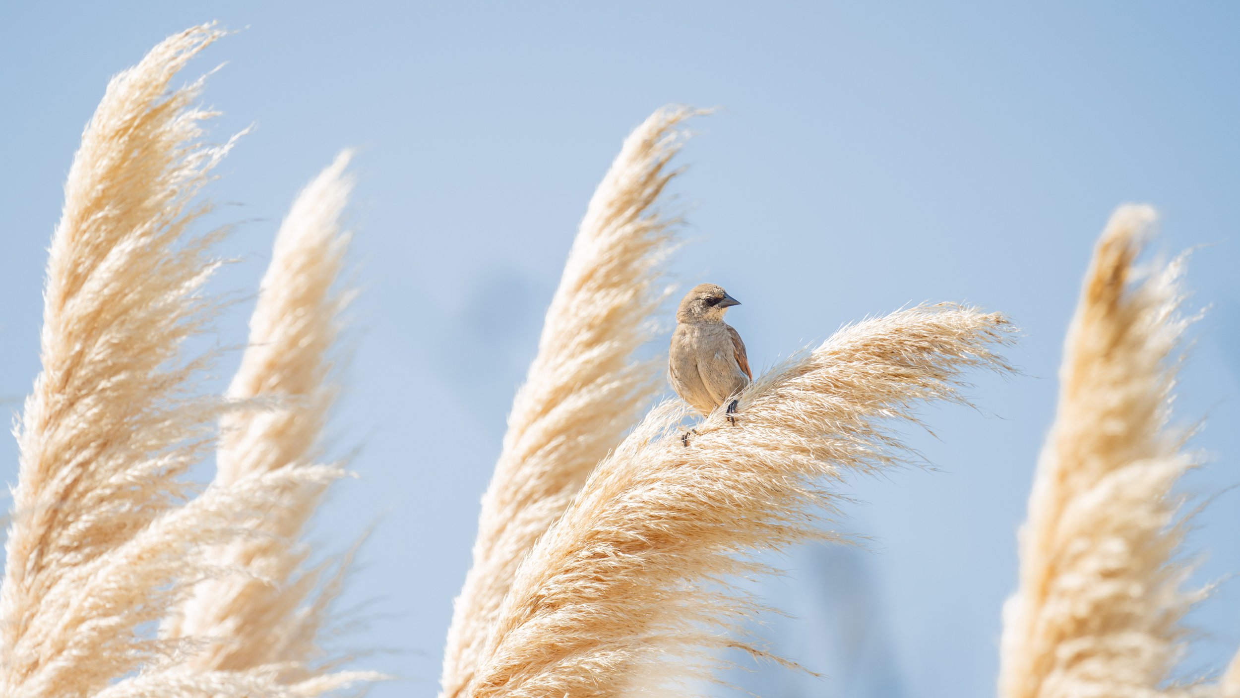  A grayish baywing (yes, that is the actual name) perching on a reed (photo/Jason Rafal) 