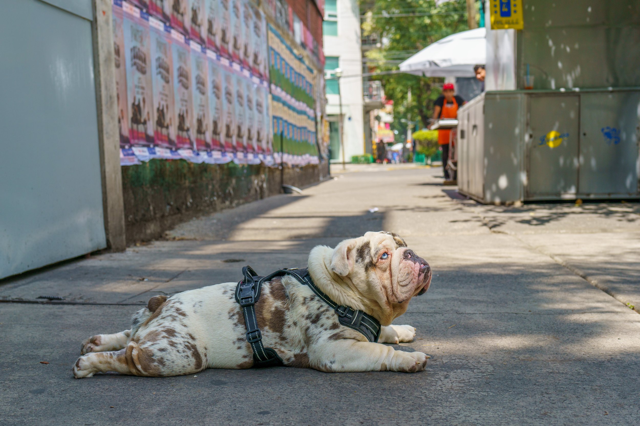 A particularly ridiculous and cute pup on the sidewalk (photo/Jason Rafal)