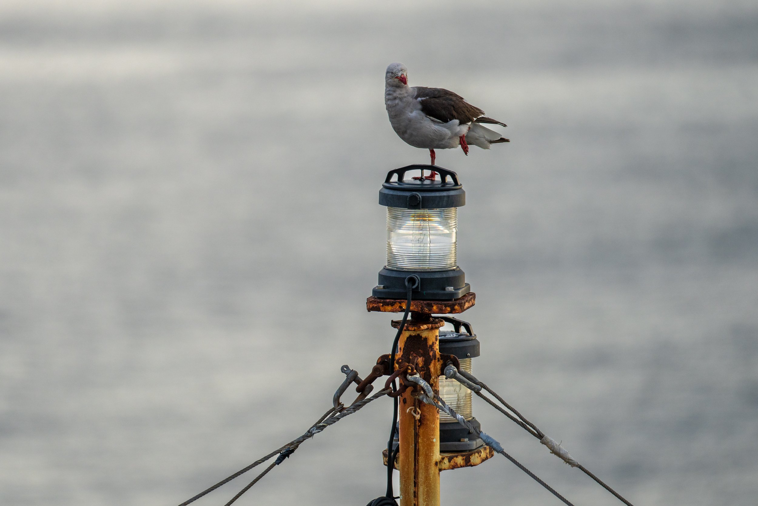  A dolphin gull perched on the boat (photo/Jason Rafal) 